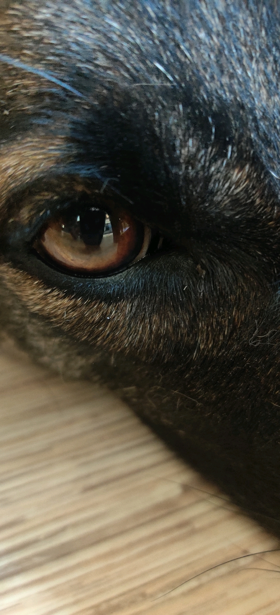 The image is a close-up, vertical shot of a dog's eye. The dog's fur is visible around the eye, with shades of black, brown, and tan. The eye itself is a deep brown, with reflections of what appears to be a room interior, including vertical lines that could be part of a window or door frame. The surface beneath the dog is a light-colored wooden floor with visible grain. There is no information to suggest this image is located in Hrodna, Belarus.
