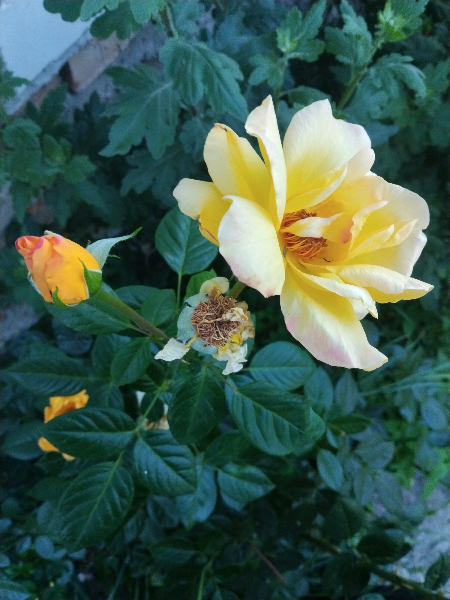 A close-up, top-down view captures a vibrant yellow rose in full bloom, its petals tinged with delicate pink at the edges. To the left, a small orange rosebud, tipped with red, rests on a stem. In the background, the dark green foliage of other plants provides a lush contrast to the bright blooms. The scene appears to be a natural outdoor setting, possibly a garden in the city of Pyetrykaw, Belarus. There are no people or animals visible in the image.