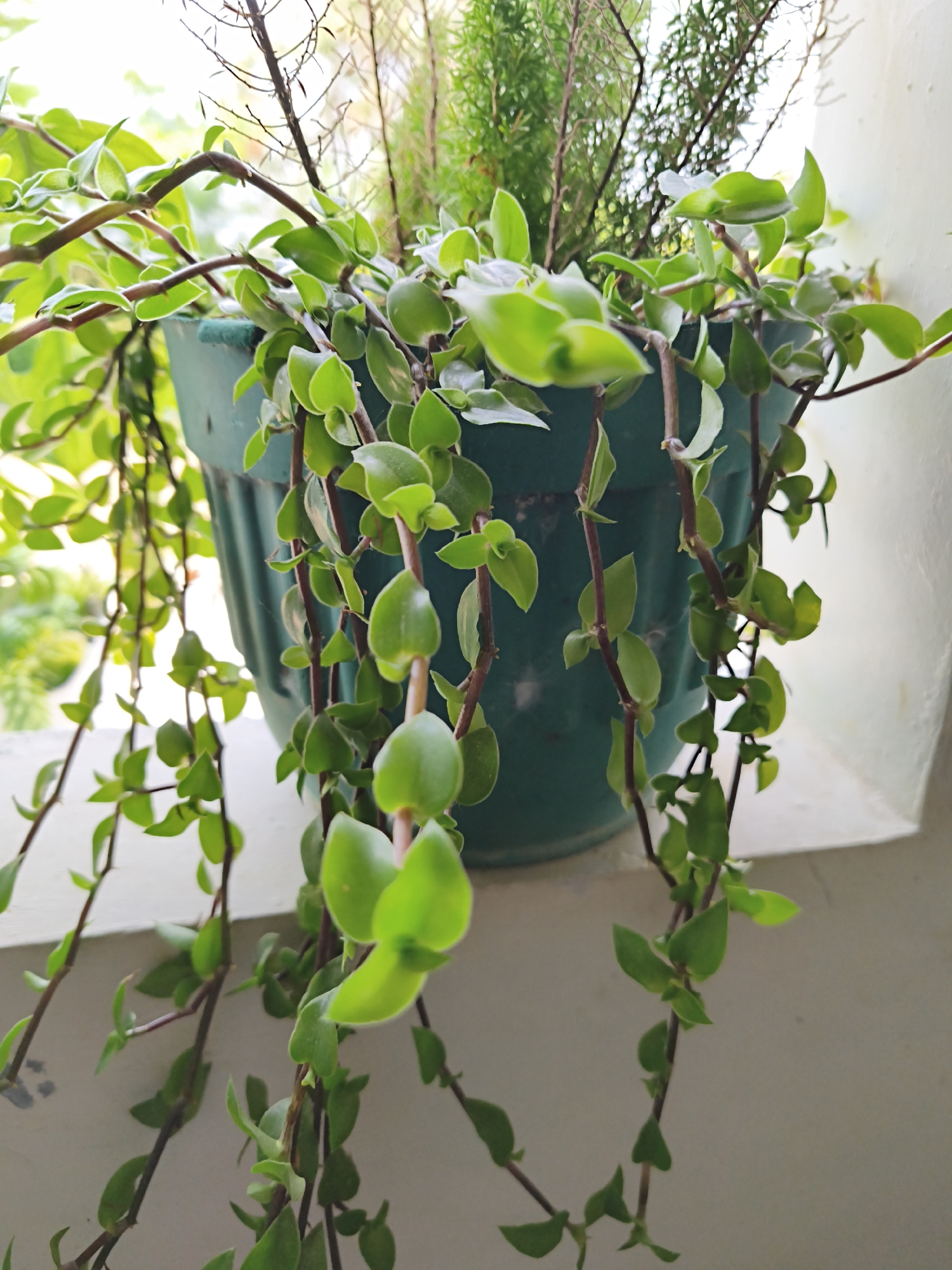 A close-up shot focuses on a trailing plant with small, green, heart-shaped leaves cascading from a dark green pot. The pot sits on a white ledge, likely a windowsill or balcony railing, with a blurred background of greenery and bright light, suggesting an outdoor or well-lit indoor setting. The plant's stems are slender and reddish-brown, with the leaves clustered densely near the pot and becoming more spaced out as they trail downwards. Some older, dried branches from a different plant are visible behind the main subject, adding a touch of texture to the background. The overall impression is one of lush, unfussy greenery. The image was taken in Bandar Lampung, Indonesia.