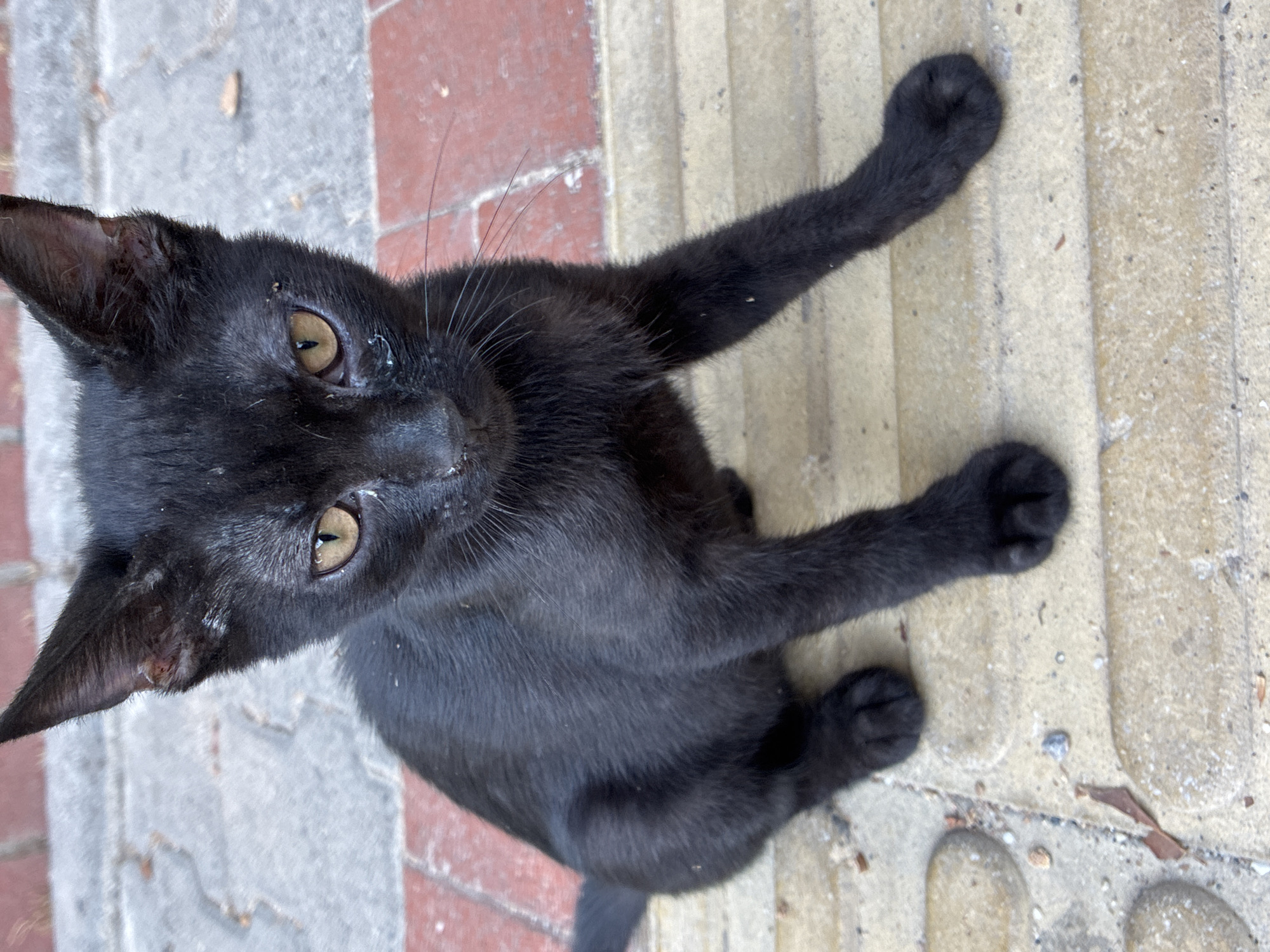 A black kitten with yellow eyes sits on a paved walkway with tactile paving. The walkway is made of light-colored stone and red brick. The kitten is facing the camera and appears to be looking up. There is some debris on the ground around the kitten.
