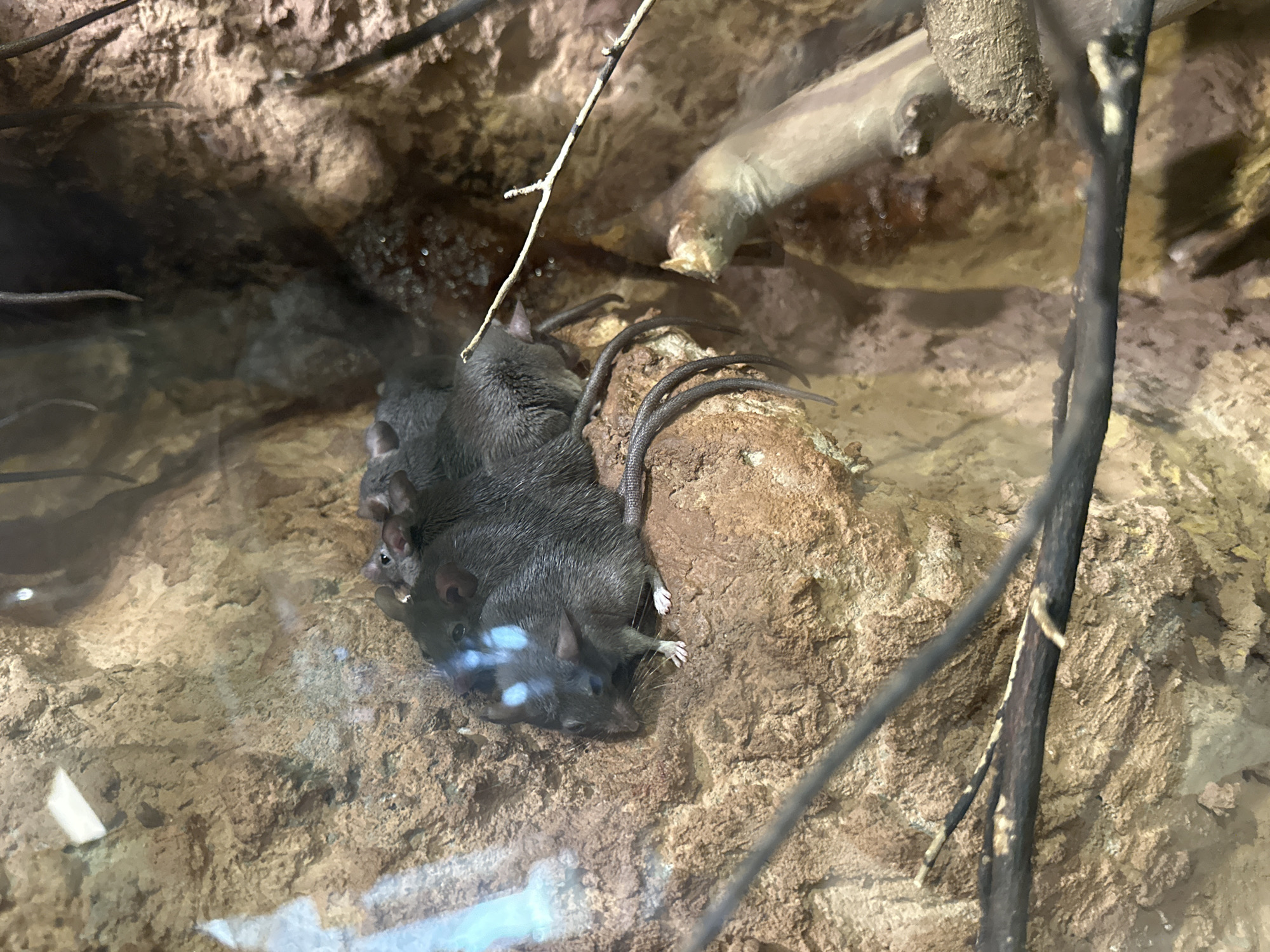 A photograph shows several brown rats clustered together on a rocky surface, likely in an enclosure. The rats are grey-brown and are overlapping one another. There are some visible toes on some of the animals. Small sticks and branches are scattered around the enclosure. The scene is likely within the Wrocław Zoo in Wrocław, Poland, given the enclosure-like setting. The image is taken through glass, as evidenced by light reflections.