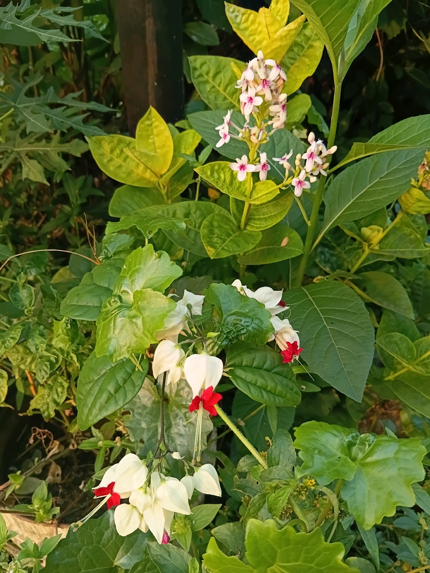 A close-up, eye-level, vertical shot showcases the vibrant foliage and delicate flowers of a garden in Cikal, Indonesia. The background is a blur of green leaves and a dark brown wooden post, suggesting an outdoor setting. In the foreground, clusters of white, bell-shaped flowers with bright red centers hang from vines. Their long, slender stamens reach out like delicate threads. The leaves are a lush green, with some showing a slight yellowing, indicating the plant is likely in bloom. The overall impression is one of natural beauty and serenity.