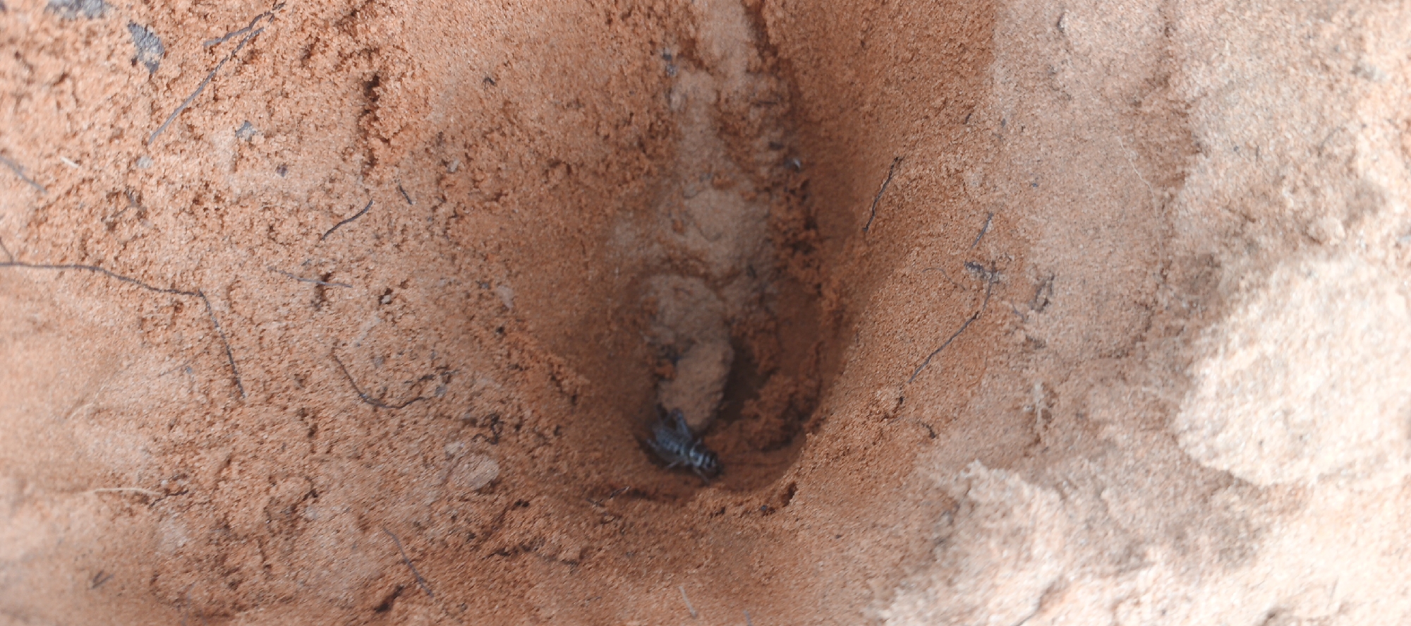 A close-up, high-angle shot shows a scorpion nestled in a dark, narrow crevice within reddish-brown, sandy soil. The soil appears dry and granular, with a few dark, thin strands, possibly plant debris or roots, scattered across the surface. The scorpion, with its segmented body and raised tail, is the central subject. The lighting creates shadows within the crevice, obscuring some of the scorpion's details. The scene is devoid of any human presence or any other visible elements that would suggest a specific location within Mui Ne, Vietnam.