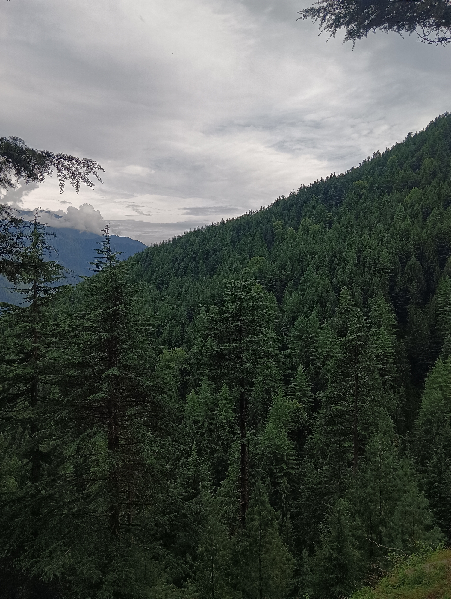 The image depicts a dense, evergreen forest on a mountainside, likely in Chhyal, India, under a cloudy sky. In the foreground, several tall pine trees are visible, with their branches creating a partial frame for the scene. The middle ground is dominated by an unbroken expanse of dark green pine trees covering the ascending slope of a mountain. In the background, distant mountains are shrouded in mist or clouds. The overall atmosphere is somber and natural, with no signs of human presence or activity. The lighting suggests an overcast day, casting a muted light on the forest.
