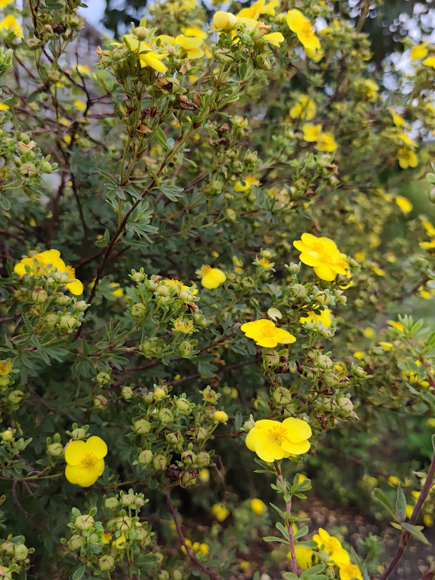 A close-up, eye-level shot captures a dense bush covered in small, vibrant yellow flowers and numerous green buds. The plant has dark green, serrated leaves. The background is blurred, suggesting a shallow depth of field, with hints of greenery and overcast sky. The scene appears to be in a natural or garden setting, possibly in Бараўлянскі сельскі Савет, Belarus, during daylight hours. There are no people or animals visible in the image.