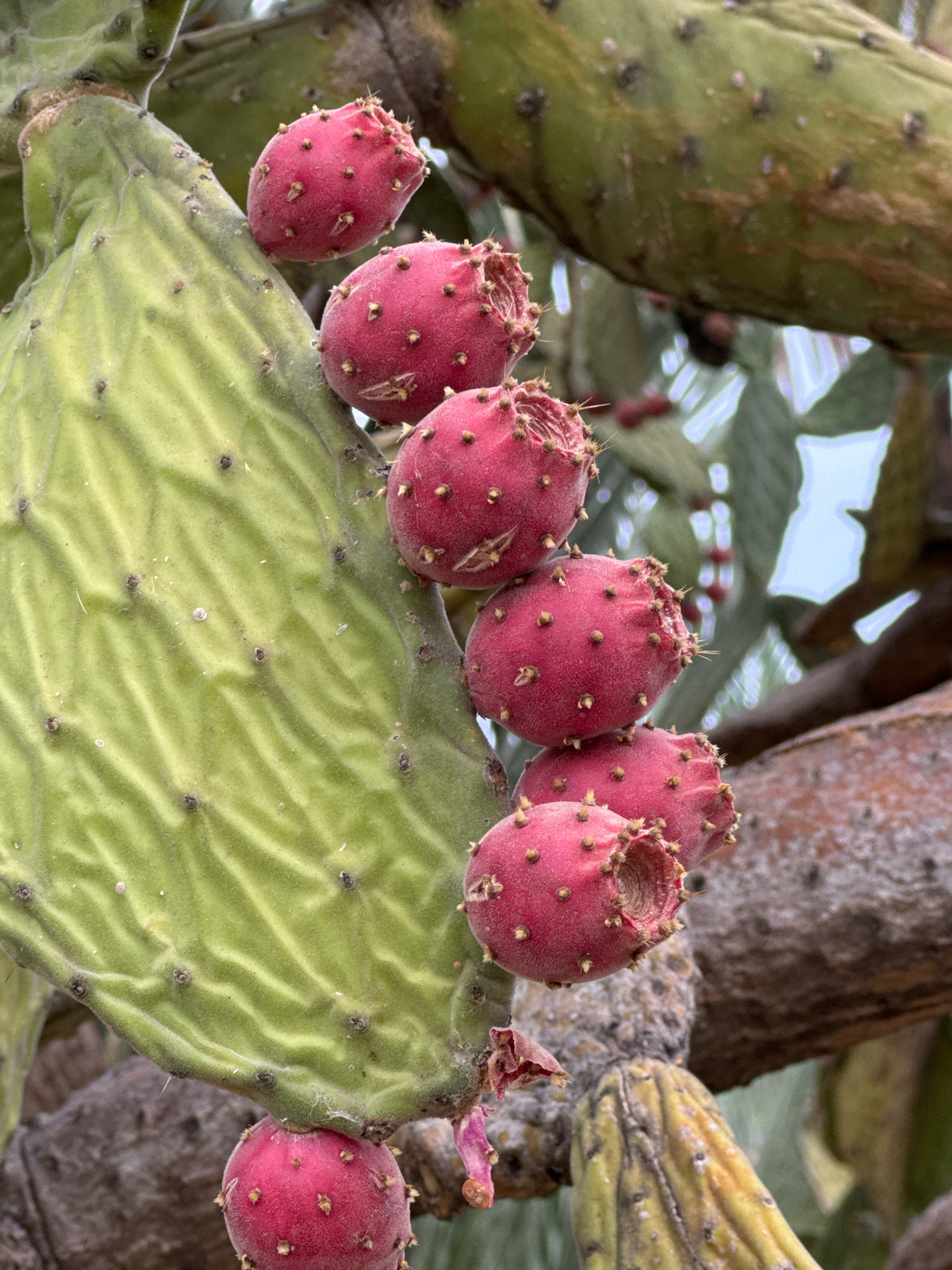The image shows a close-up of a prickly pear cactus with several ripe, red fruits. The cactus pad is large and green with a textured surface, dotted with small dark spots and glochids (tiny barbed spines). The fruits are oval-shaped and clustered together, with small tufts of spines around their tops. The background is blurred, showing more cactus pads and branches, as well as hints of a light-colored sky. The overall scene is one of natural growth and abundance.