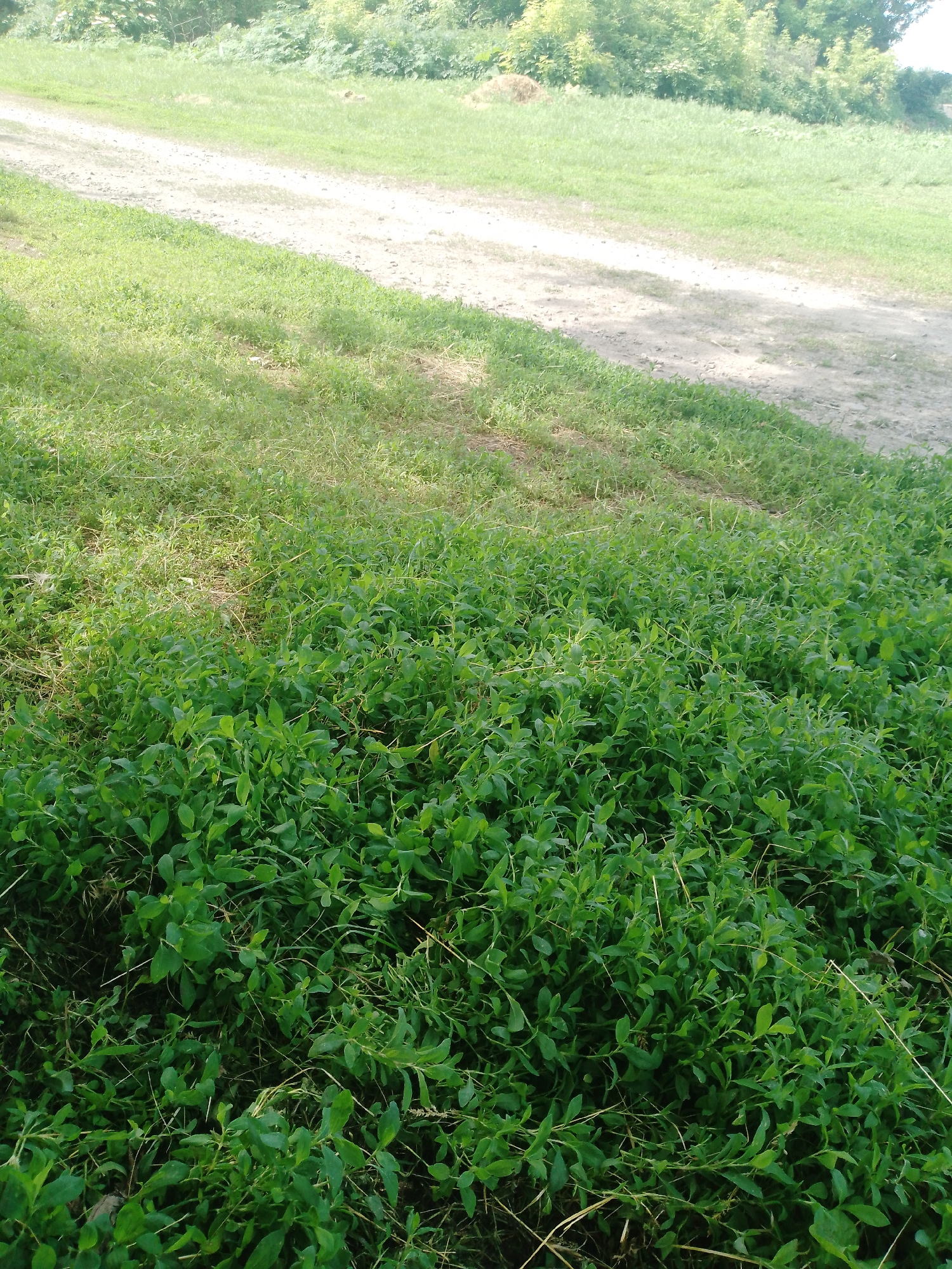 The image displays an outdoor rural landscape in Dibrivka, Ukraine, observed at ground level under daylight conditions. The immediate foreground features a dense, verdant mass of low-growing plants with numerous small, ovate leaves, interspersed with dry, straw-colored grass strands. An unpaved road, composed of light greyish-brown dirt and small gravel, diagonally traverses the midground, originating from the lower-left and ascending towards the upper-right. The road separates the dense foreground vegetation from a less dense expanse of lighter green grass occupying the midground and background to its right. A distant tree line, consisting of various green deciduous trees and bushes, forms the horizon in the upper background. No people, animals, vehicles, or artificial structures are visible in the scene.