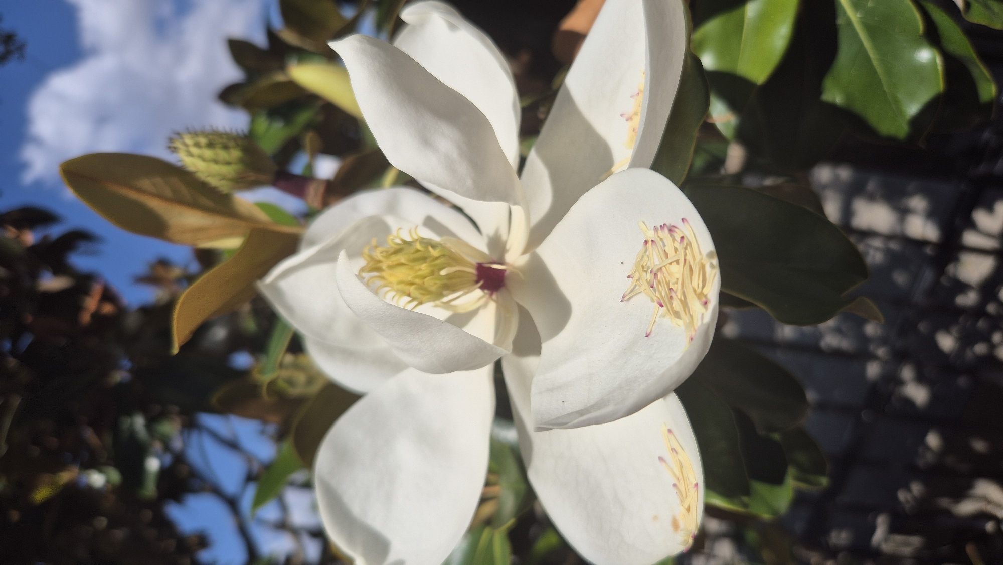 A close-up, eye-level shot captures a blooming white magnolia flower in Ravda, Bulgaria. The flower's white petals, tinged with purple at their tips, are in full bloom, revealing a vibrant yellow pistil at its center. Some petals are gently curved, while others are slightly unfurled, showcasing the delicate texture of the flower. A few brown, dried leaves and some unopened buds are visible behind the flower, along with lush green leaves that form a natural backdrop. The bright blue sky with scattered white clouds peeks through the branches above, suggesting a clear, sunny day. The lower portion of the image is dominated by the dark foliage and a hint of a darker, possibly shadowed, object or surface.