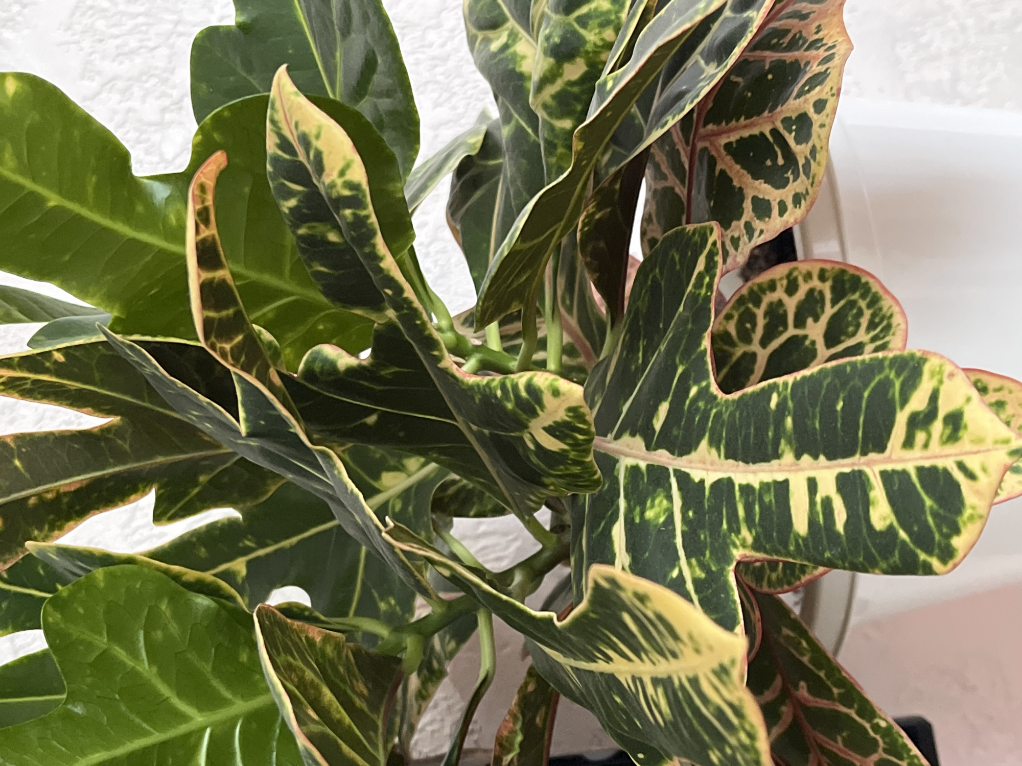 A close-up, eye-level shot shows a vibrant croton plant with large, glossy leaves displaying a striking pattern of green, yellow, and hints of red. The leaves are varied in shape, some ovate and others more lobed, with prominent veins. The plant is potted in a white planter, partially visible at the bottom of the frame. The background is a textured white wall, likely a domestic setting. The image is well-lit, highlighting the rich colors and textures of the plant. No people or animals are present, and no specific actions are depicted. The location is not discernible from the image itself; it could be indoors anywhere.