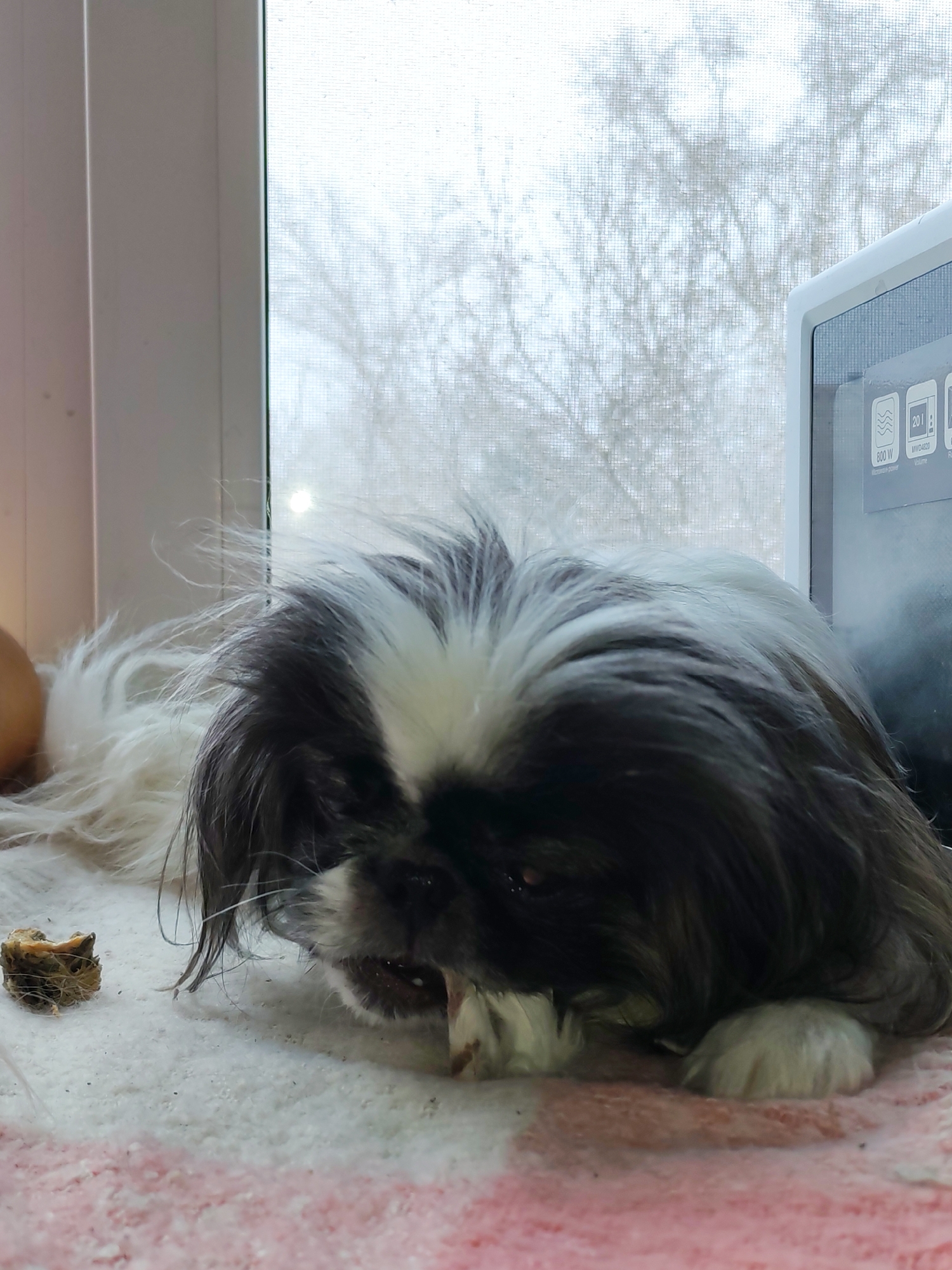 A Shih Tzu dog is chewing on a bone while lying on a pink and white blanket. The dog is positioned near a window with a wintery scene visible outside. A white microwave oven is situated next to the window. The location is Izhevsk, Russia.