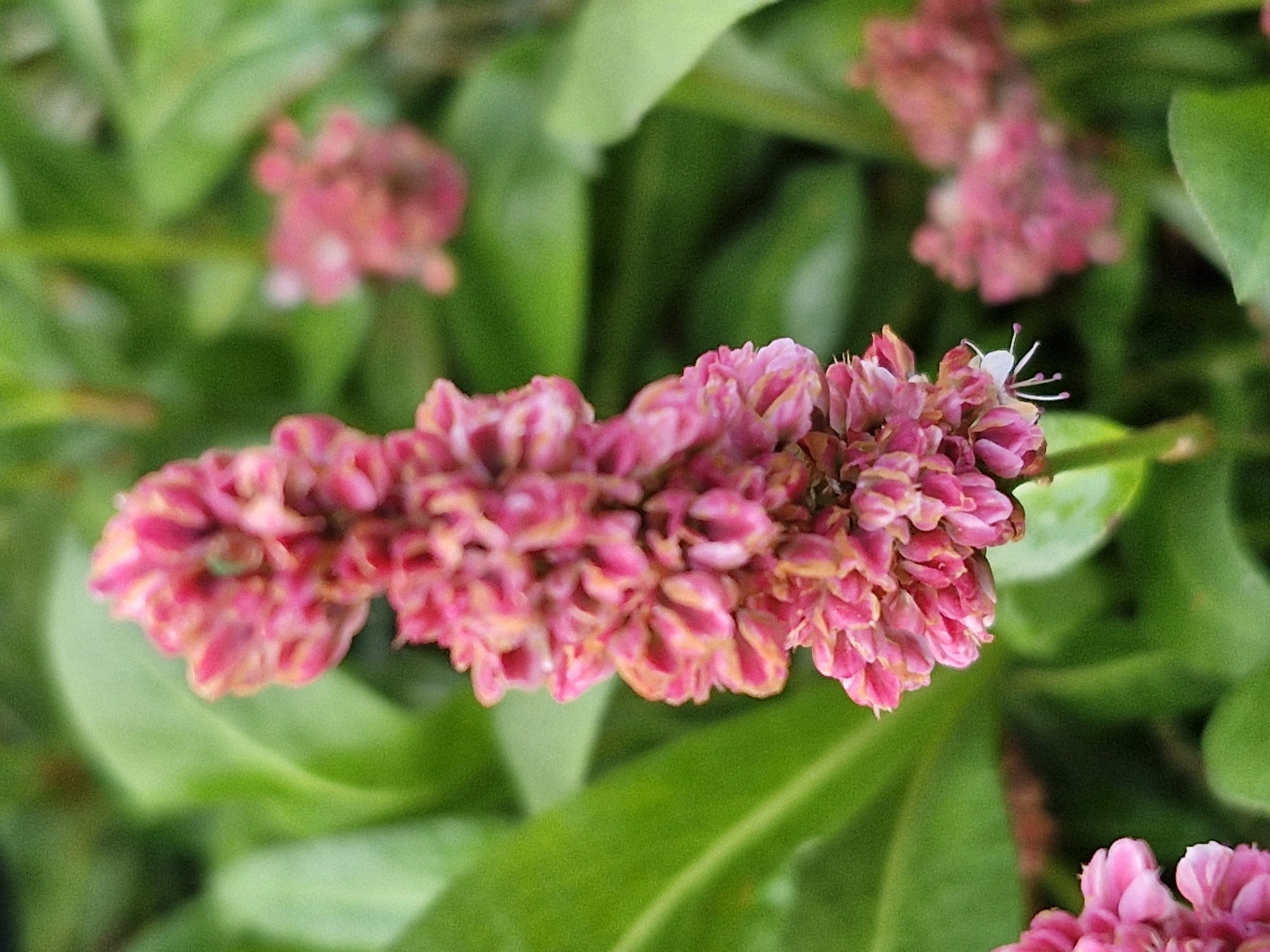 The image is a close-up photograph of a cluster of pink flowers with green foliage in the background. The flowers are small and arranged in a dense, elongated spike. One of the flowers in the foreground has a tiny white stamen visible. The background is blurred, suggesting a shallow depth of field. The lighting appears natural, possibly from an overcast day or shade. The scene is entirely natural, with no human elements or urban features visible. This image could have been taken in a garden, park, or natural area within or near Klaipėda, Lithuania.