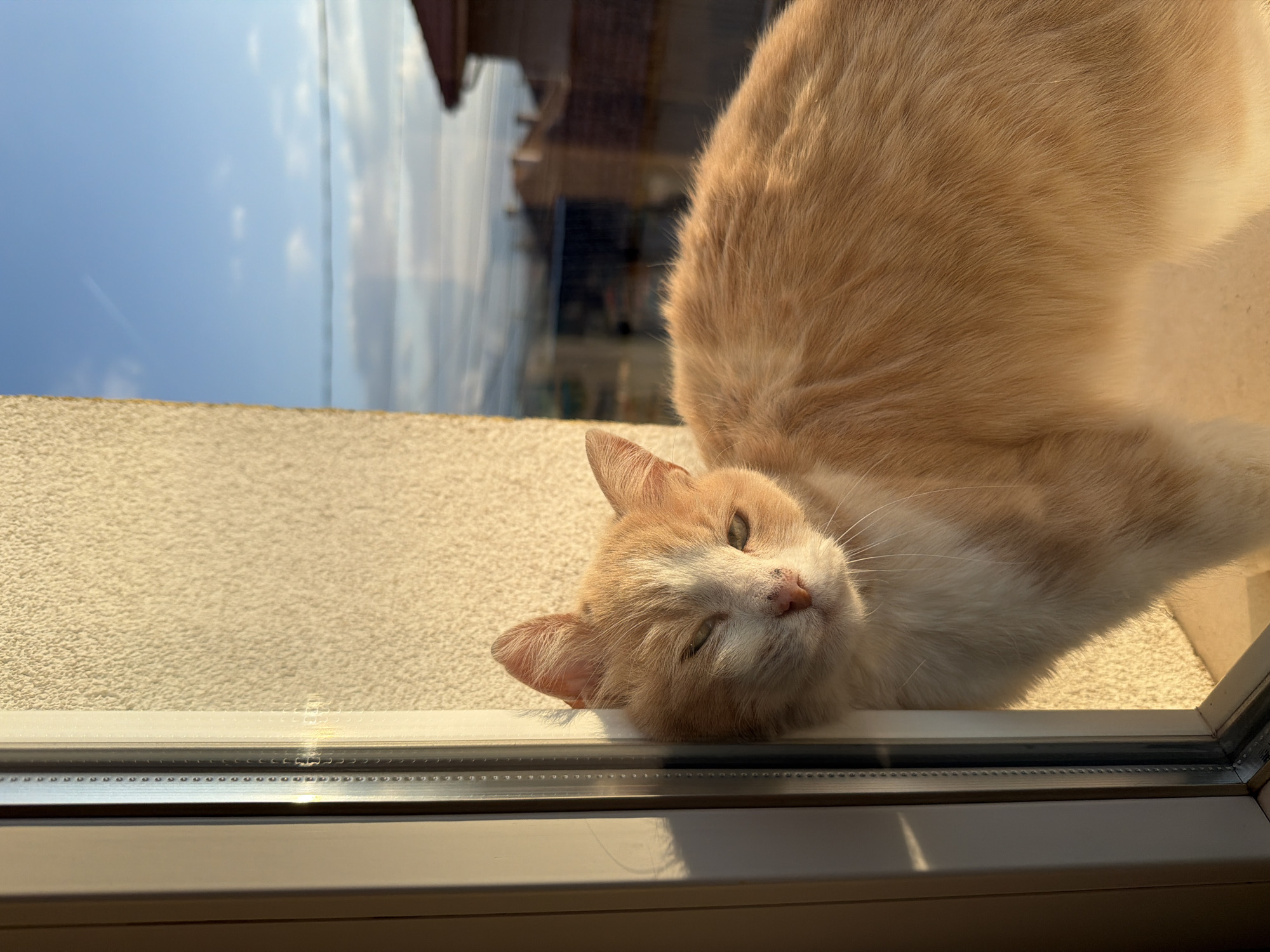 An adult domestic cat, primarily orange-ginger with white fur on its face, chest, and front paws, is positioned indoors, leaning against a white window frame in Buhovo, Bulgaria. The cat's head is tilted slightly, resting against the vertical mullion of the window, with its body facing toward the right side of the frame. Its green eyes are partially closed, suggesting relaxation or a response to bright light. Strong, golden sunlight illuminates the cat's fur and the textured, light beige wall immediately to the right of the window frame. Through the window, a blurred exterior view is visible under a light blue sky with scattered white clouds. Reflections on the window glass include faint horizontal lines, possibly power cables, and the indistinct outlines of distant residential buildings, one featuring a prominent terracotta-tiled roof on the right.
