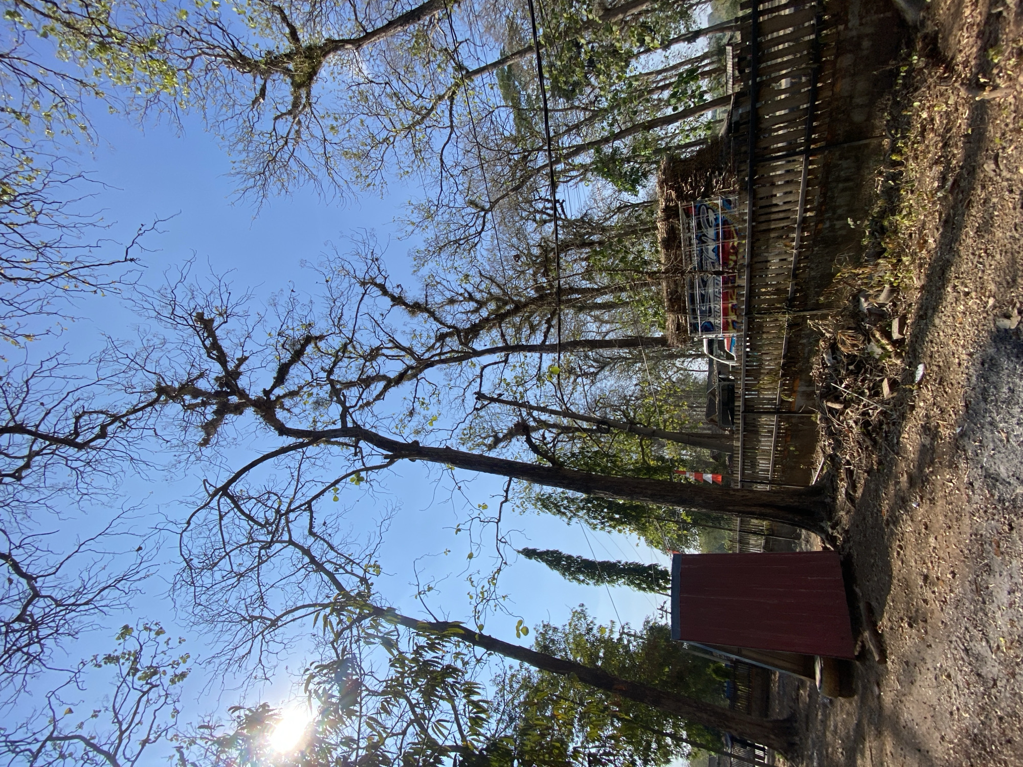 In Ketileng, Indonesia, a low-angle shot reveals a clear blue sky above a cluster of trees, some bare and others with sparse foliage. Sunlight streams through the branches from the left, creating lens flare. In the mid-ground, a wooden fence runs horizontally across the frame. Behind the fence, a truck is parked, its side decorated with colorful graphics. The truck is loaded with what appears to be hay or straw. To the left of the truck and fence, a red, shed-like structure stands on the unpaved ground. The ground itself is covered in dirt, fallen leaves, and twigs, indicating an outdoor, possibly rural or semi-urban setting within Ketileng.