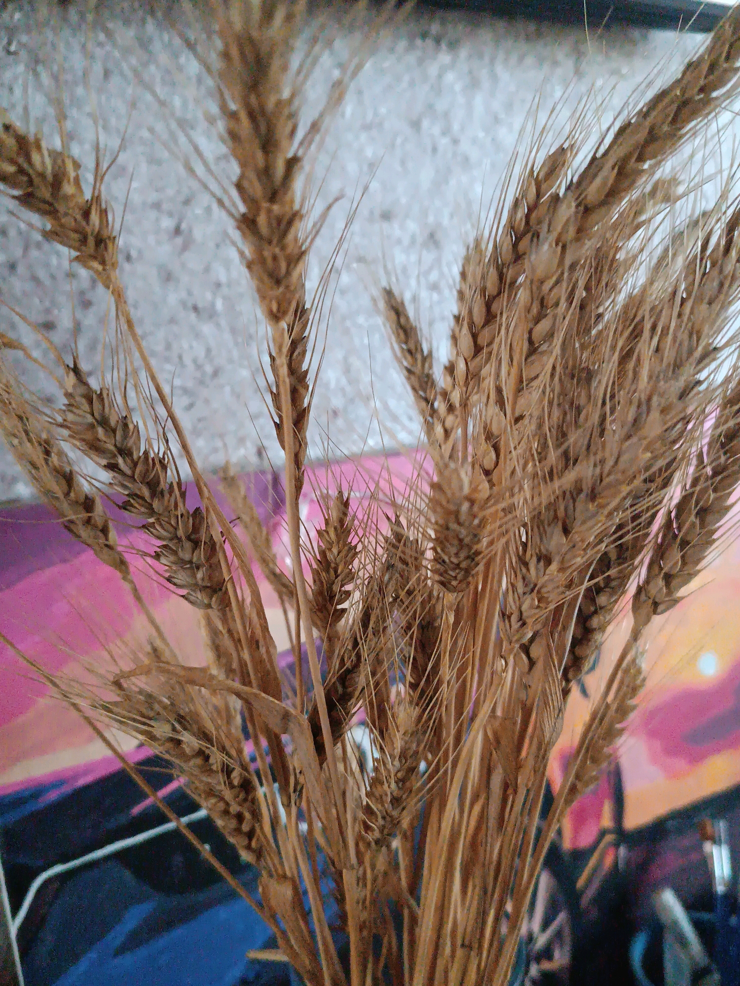 The image shows a close-up view of dried wheat stalks arranged in a bouquet. The wheat stalks are golden brown and have distinct grains at the top. They are densely packed together, obscuring much of the background.
The background appears to be a wall with a textured surface in the upper left portion of the image, with a colorful abstract painting or mural in the lower and right portions. The painting features vibrant colors such as pink, purple, orange, and blue. The painting depicts what appears to be a sunset or a stylized landscape with a circular object that could be the sun or moon.
There are no people or discernible actions taking place. The focus is entirely on the wheat stalks. The image does not provide any specific information about the city of Vypasne, Ukraine, or its location within the city.