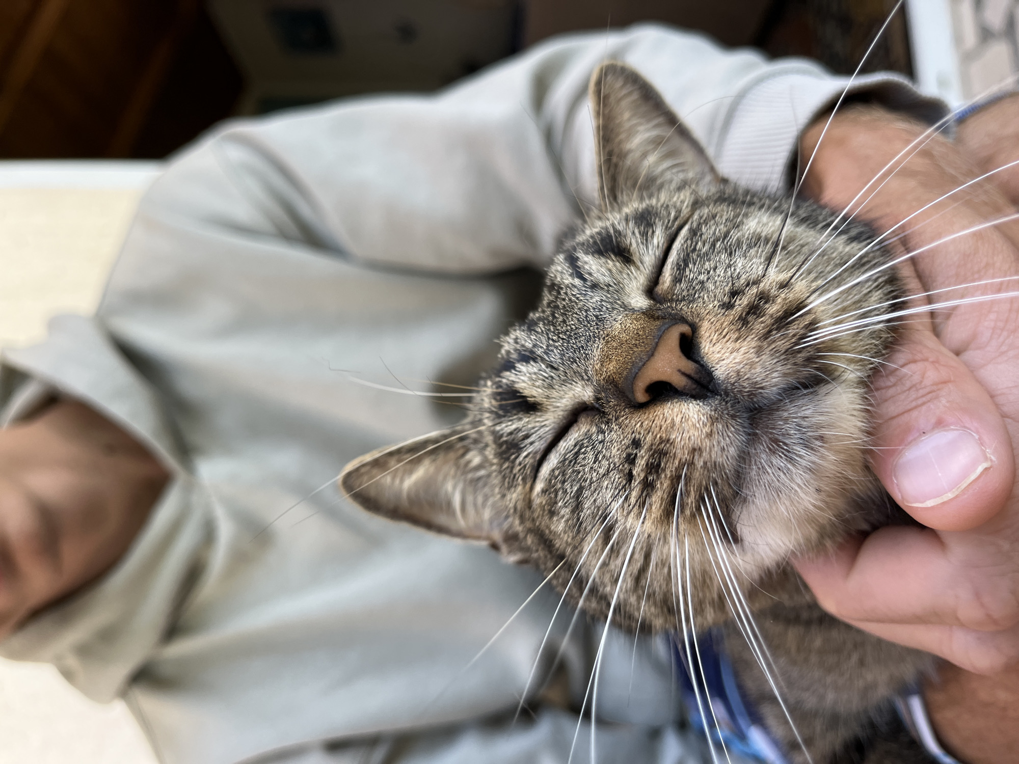 In Šušanj, Montenegro, a close-up shot captures a person holding a tabby cat that is being petted, with its eyes closed in contentment. The cat's face is the primary focus, showcasing its whiskers and the texture of its fur. The person is wearing a light-colored hoodie, and their hand is visible supporting the cat's chin. The background is blurred, with hints of a doorway and an indoor setting, suggesting the interaction is taking place in a domestic or semi-outdoor environment within the town.