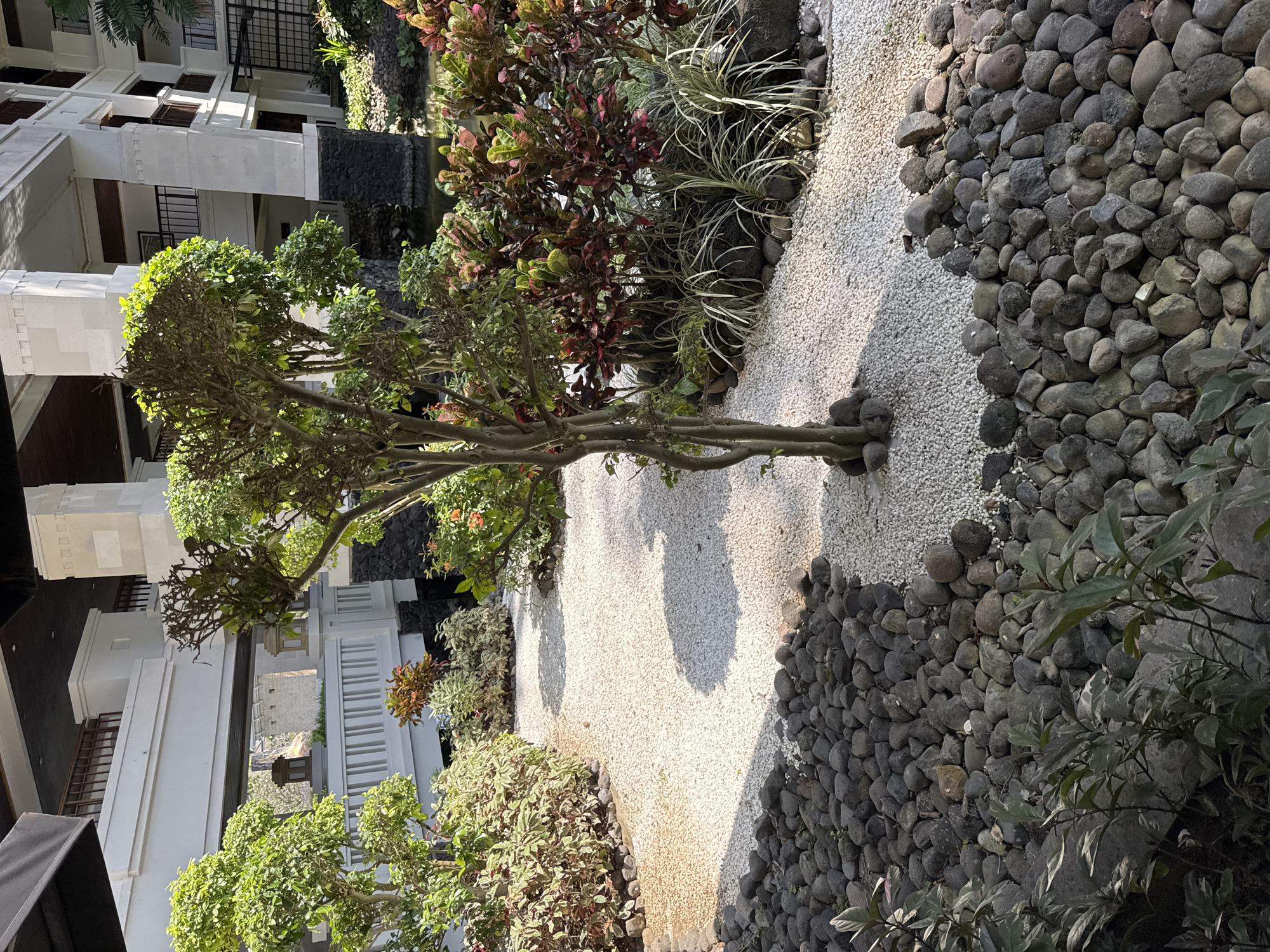The image depicts a garden path in Kuta Selatan, Indonesia. The path is constructed of white gravel bordered by rounded grey stones on one side and various green and reddish-brown plants on the other. A small, multi-trunked tree stands in the center of the path. In the background, a multi-story white building with balconies is visible. The scene appears to be outdoors, possibly a garden within a resort or residential complex. The lighting suggests it is daytime.