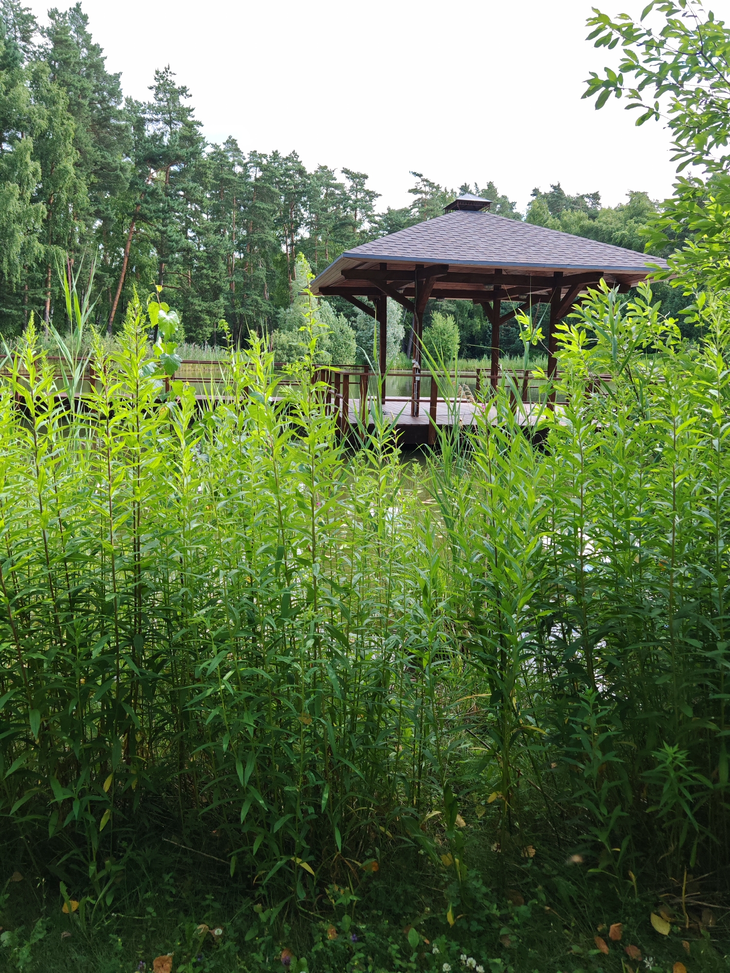 This image depicts a serene outdoor scene. In the foreground, a dense growth of tall, green, leafy plants creates a natural barrier, partially obscuring the view. Behind this lush vegetation, a wooden gazebo with a brown, shingled roof stands prominently. The gazebo is situated on a wooden platform extending over a body of water, which appears to be a lake or pond. In the background, a dense forest of tall evergreen trees frames the scene, suggesting a natural, possibly rural or park-like setting. The sky is overcast, with a bright, diffused light. There are no people or animals visible in the image. The location is not identifiable as Neva, Russia from the visual information provided.