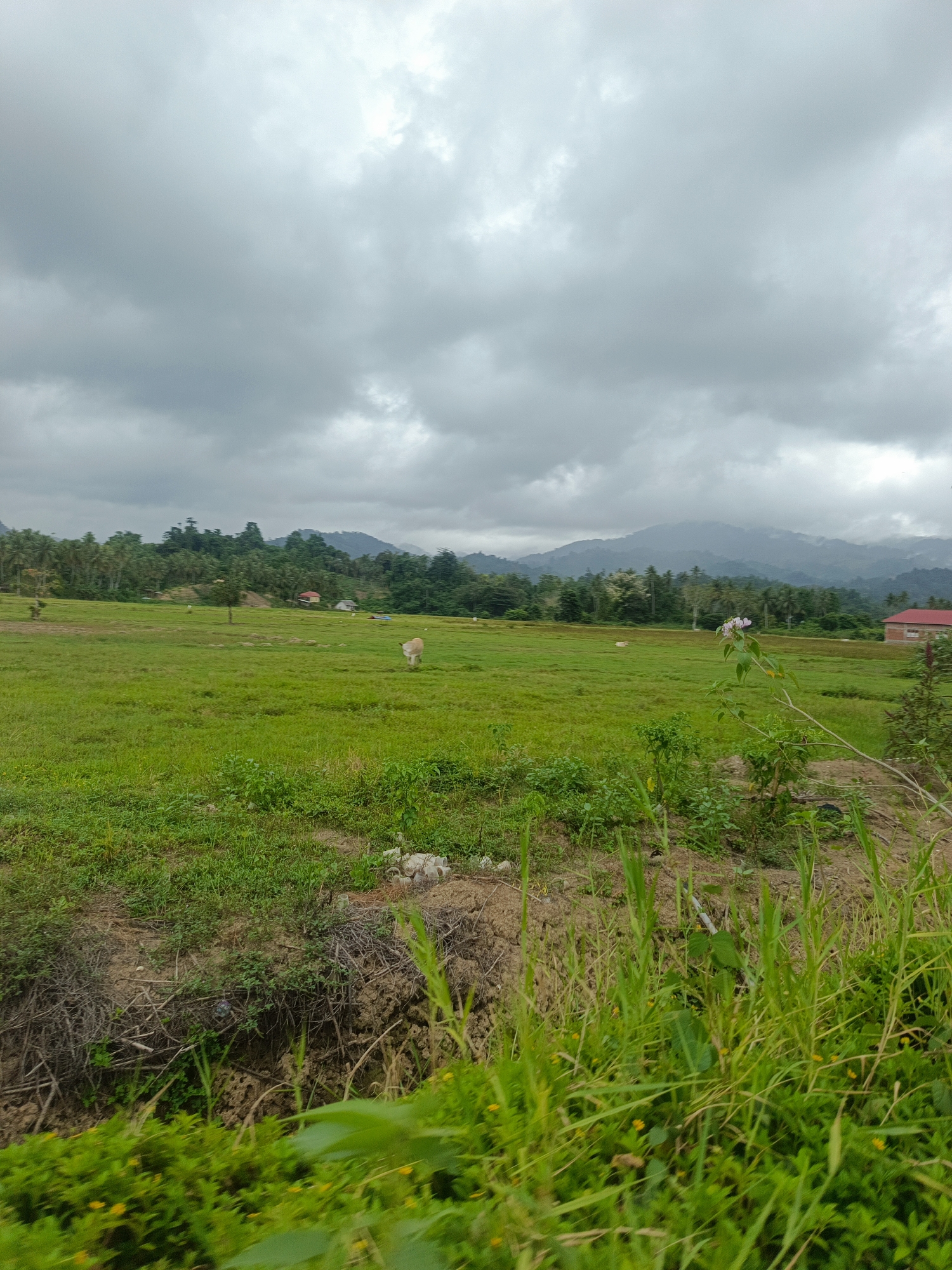 The image depicts a wide, open grassy field under a cloudy sky, characteristic of the rural landscape of Soguo, Indonesia. In the middle ground, a single light-colored cow is visible grazing in the expansive green pasture. In the distance, a line of trees forms a lush backdrop, with rolling hills and mountains beyond. A few scattered buildings, including one with a red roof, can be observed among the trees, suggesting a small settlement or farmsteads. The foreground is dominated by dense, tall green grass and some dry earth, giving a sense of the natural, untamed environment. The overall impression is one of a peaceful, rural setting within the Indonesian countryside.