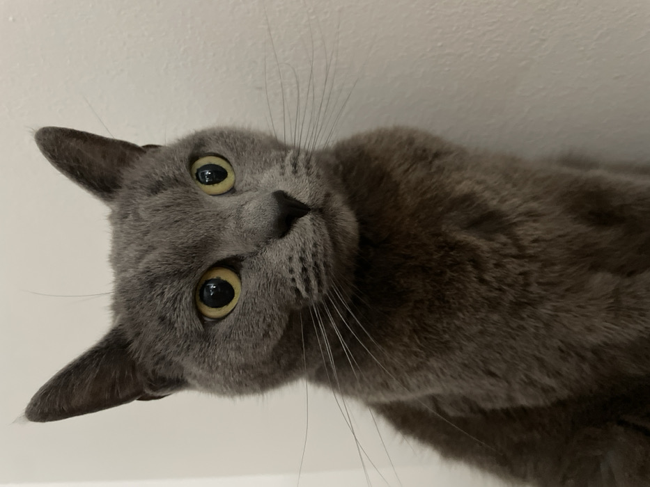The image displays a close-up, head-and-shoulders portrait of a domestic cat. The animal possesses solid grey pelage, erect pointed ears, and prominent, long white vibrissae extending from its muzzle. Its eyes are large and round, featuring bright yellow irises with notably dilated, round black pupils, indicative of an alert or stimulated state. The cat's head is turned slightly to its right, with its gaze directed towards the right side of the frame. The background consists of a plain, uniformly white surface, suggesting an indoor setting. No other objects or individuals are visible. The image provides no specific visual cues to determine an exact location within the city of Budva, Montenegro.