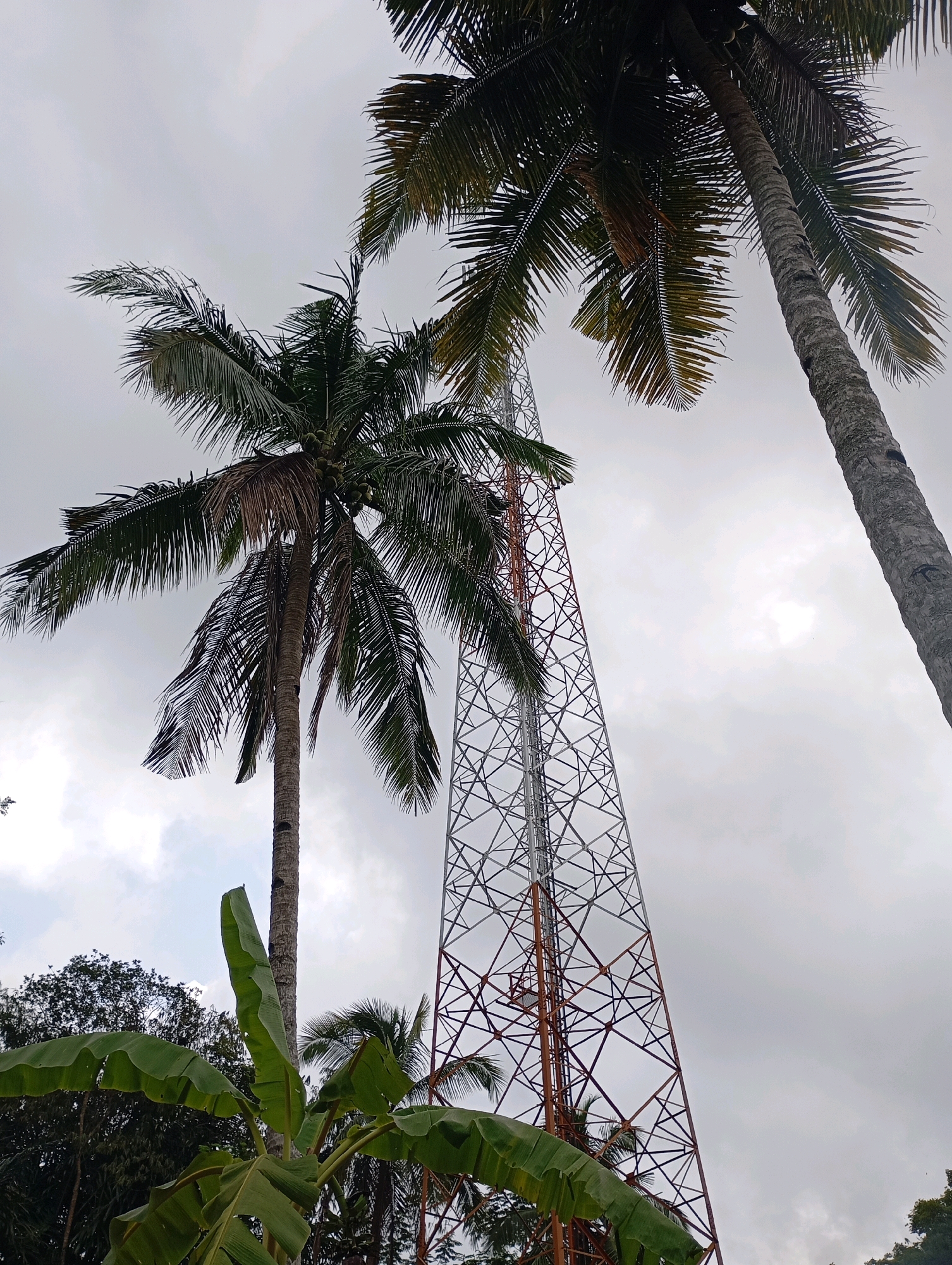 In Muncang, Indonesia, a cell tower stands tall amidst tropical foliage. The tower, a lattice of steel beams with reddish-brown accents, reaches towards a cloudy sky. In the foreground, lush green banana leaves and the fronds of coconut trees create a dense canopy. The fronds of two coconut trees frame the scene, one on the left and another on the right, their leaves a mix of green and dried brown. The sky is overcast, with large, diffused clouds dominating the upper portion of the image. The overall impression is one of a natural landscape interwoven with modern infrastructure.