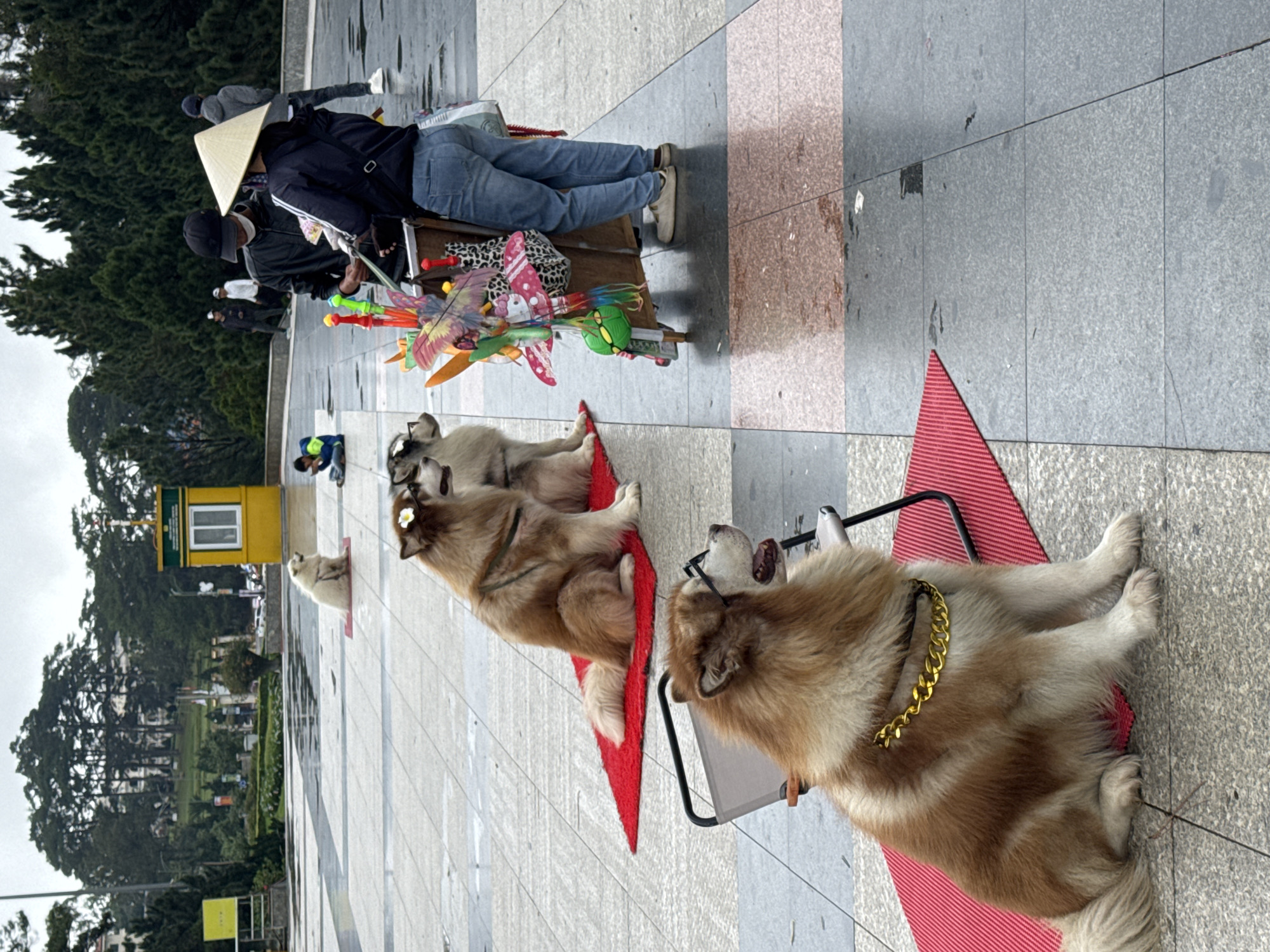 This outdoor scene, set in what appears to be a public square or park pathway in Da Lat, Vietnam, features a street vendor and several large, fluffy dogs.
In the foreground and mid-ground, a vendor wearing a traditional Vietnamese conical hat (nón lá), a dark jacket, and blue jeans stands beside a small cart. The cart is colorful, laden with various toys including butterfly-shaped pinwheels, a Hello Kitty-themed item, and a green monster-like figure, indicating the vendor is selling these novelty items. Another person in a black cap and jacket stands near the vendor.
Prominently displayed are at least four large, long-haired dogs, possibly Alaskan Malamutes or similar breeds. Three of them are resting on bright red mats placed on the tiled ground. The dog closest to the viewer wears a distinctive gold chain collar and sits on a small, dark chair atop a red mat, looking up with its mouth slightly ajar. Another dog behind it also wears small eyeglasses and has a small white flower on its head, while a third dog lies on another red mat. A smaller, lighter-colored dog is visible further in the background. The dogs' accessories, particularly the eyeglasses and flower, suggest they are "dressed up," possibly to draw attention to the vendor's stall or simply as companions.
The setting includes a paved ground with grey and reddish-brown tiles. In the background, lush green trees dominate the landscape, indicative of a park or mountainous region. Yellow kiosks or small buildings are also visible further back. The lighting appears soft and diffused, suggesting an overcast or cloudy day. The image captures a unique street scene, blending commerce with the unusual charm of the accessorized dogs. No visible text is clearly legible.