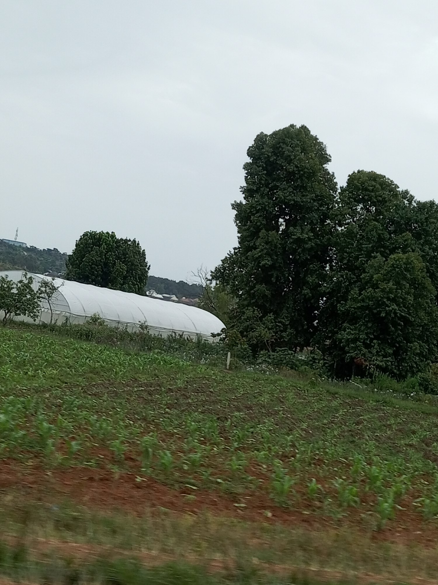 This media file captures an outdoor scene in Udu, Nigeria, featuring a cultivated field in the foreground and agricultural structures in the background. The field is planted with young green crops, likely corn, arranged in neat rows across reddish-brown soil. The crops appear to be in an early stage of growth.
Behind the field, a large white greenhouse or polytunnel structure is visible, spanning a considerable length. It is semi-transparent, allowing some of the light to penetrate its covering. To the left of the greenhouse, smaller trees and foliage are present, with a larger, mature tree behind it.
Further in the background, a dense cluster of large, dark green trees dominates the right side of the frame. These trees are substantial and appear to be mature. Beyond the trees, a hilly landscape can be observed, with some buildings and structures dotted on the slopes. A faint antenna or communication tower is visible on the highest hill.
The sky is overcast, suggesting a cloudy or potentially rainy day. The overall lighting is diffused, casting a soft glow on the landscape. The time of day appears to be daytime, given the visibility. There is no visible text in the image. The scene depicts a rural agricultural setting, likely focused on farming and crop cultivation, possibly utilizing modern farming techniques with the presence of the greenhouse.