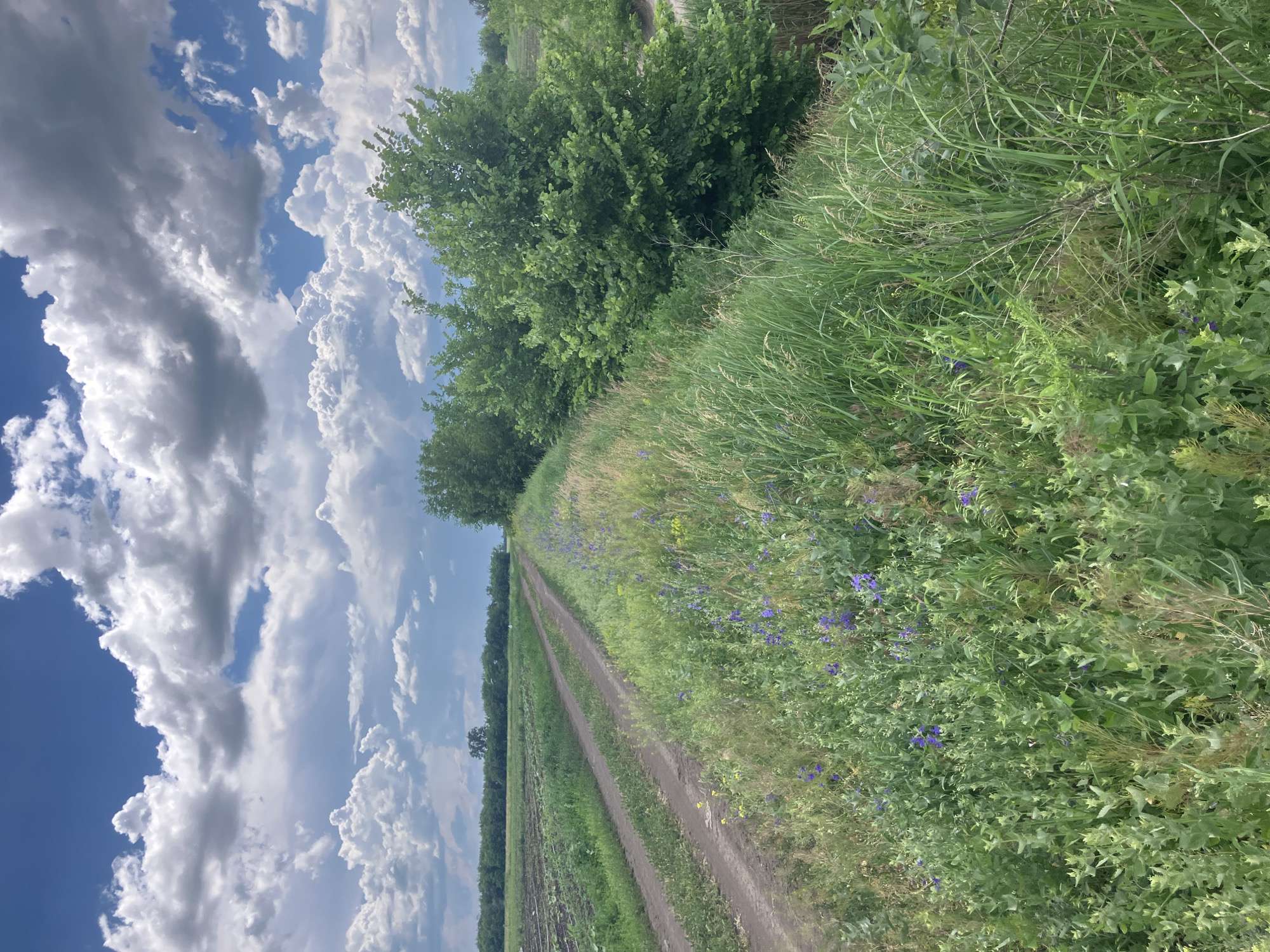 A dirt road runs through a field under a bright blue sky dotted with fluffy white clouds. The road is lined with tall green grass and wildflowers, some of which are purple. In the distance, there are rows of crops and a line of trees. The scene appears to be a rural landscape.