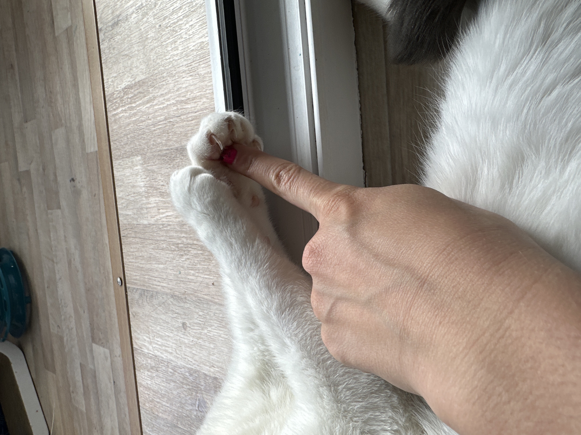 A close-up shot taken from an overhead perspective shows a person's hand with pink nail polish interacting with a cat's paw. The cat is mostly white, with some grey fur also visible. The cat's paw is on a surface that appears to be a window frame with a wooden floor. A green object sits on the floor near the baseboard. It is a bright interior, possibly taken in Vladimir, Russia.