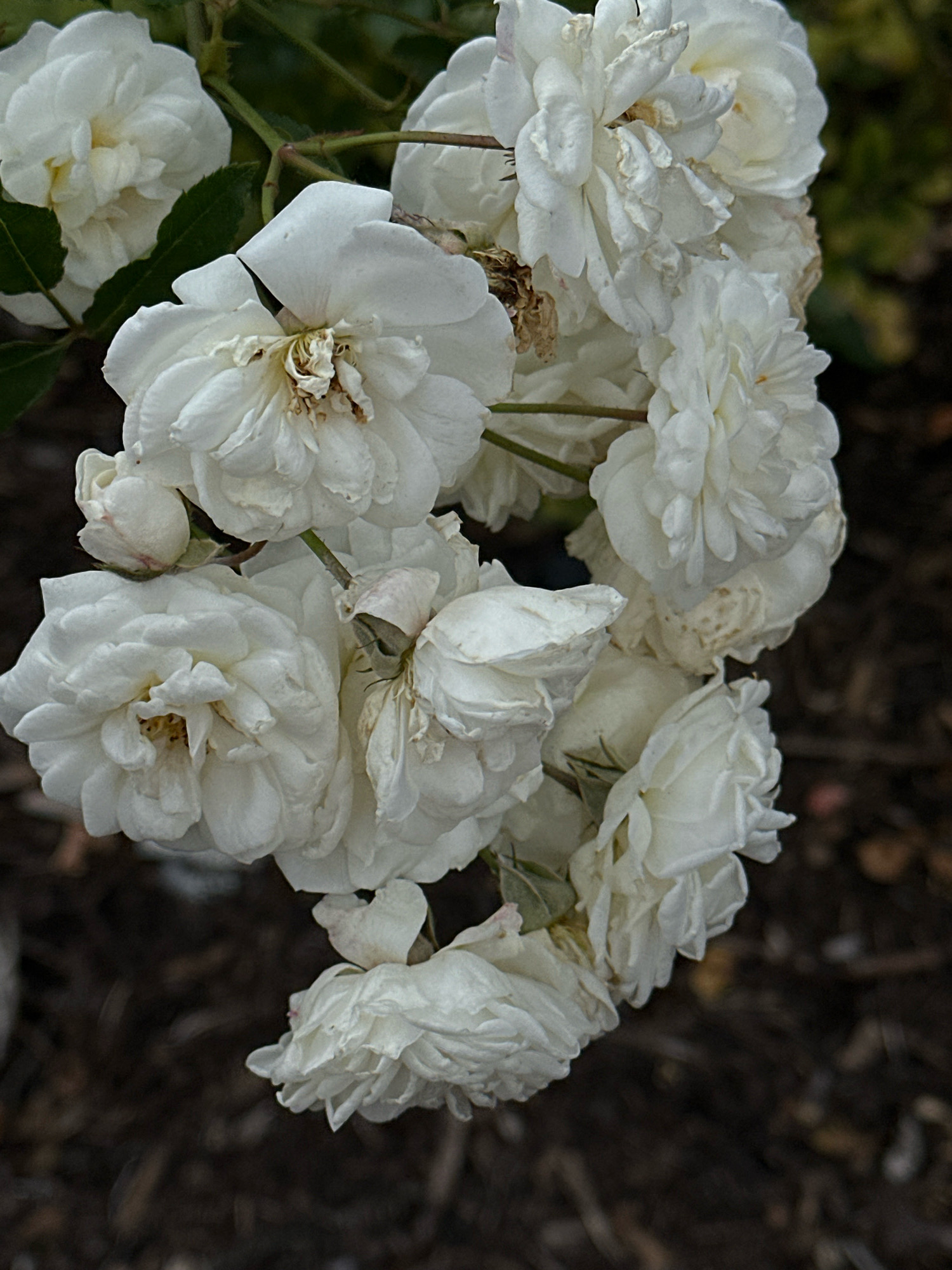 This is a close-up, vertical, eye-level shot of a cluster of white roses against a dark, out-of-focus background of soil and some green foliage. The roses are the primary subject, with several blooms in various stages of opening, and some appearing to be wilting. The petals are layered and ruffled, and some have dried brown edges. A few small green leaves are visible, as well as thorny stems connecting the roses. The lighting appears to be natural, casting soft shadows and highlighting the textures of the petals. The overall impression is one of natural beauty, perhaps a garden setting. There are no people or discernible landmarks to indicate a specific location in London.