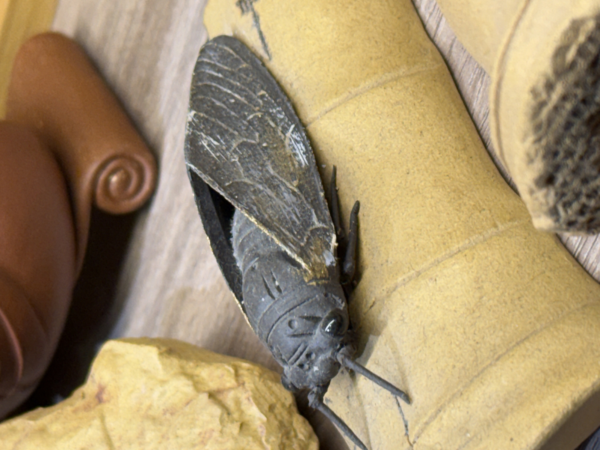 A high-angle, close-up shot shows a cicada model. The model is predominantly gray and rests on a beige, segmented surface. Adjacent to the insect, on the left side of the frame, are a tan rock-like object and a brown, coiled shape, possibly ceramic. The surface beneath the objects shows wood grain. No people are visible. The image provides no information suggesting a location in the city of Liwan District, China.