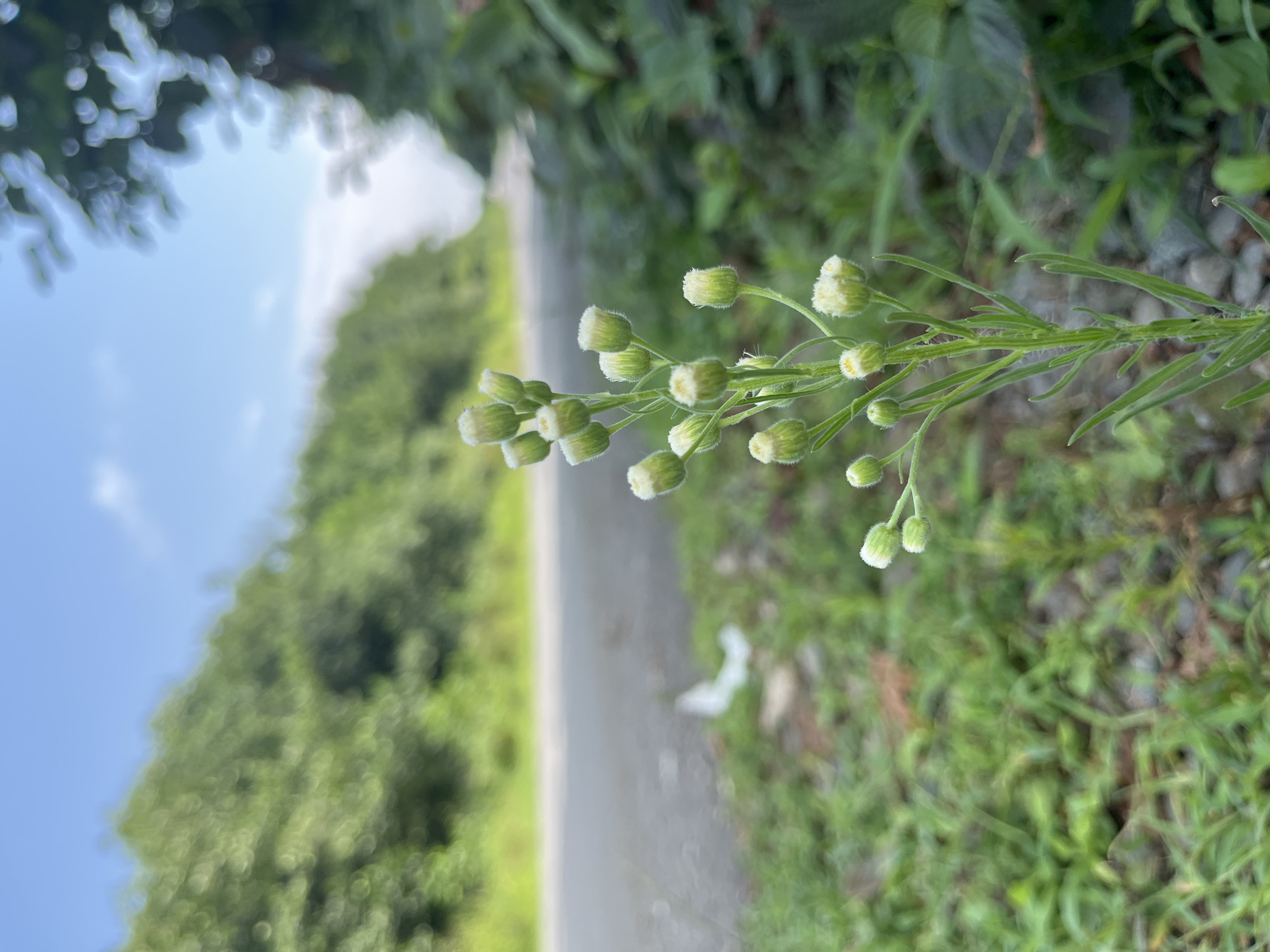 A cluster of small, pale green flower buds on a tall green stem stands in the foreground, to the right of a paved road in Ureki, Georgia. The road curves gently to the left and is bordered by dense green foliage on the right and a blur of green trees on the left. The sky above is a soft blue with scattered white clouds. The ground is covered in grass and small stones.