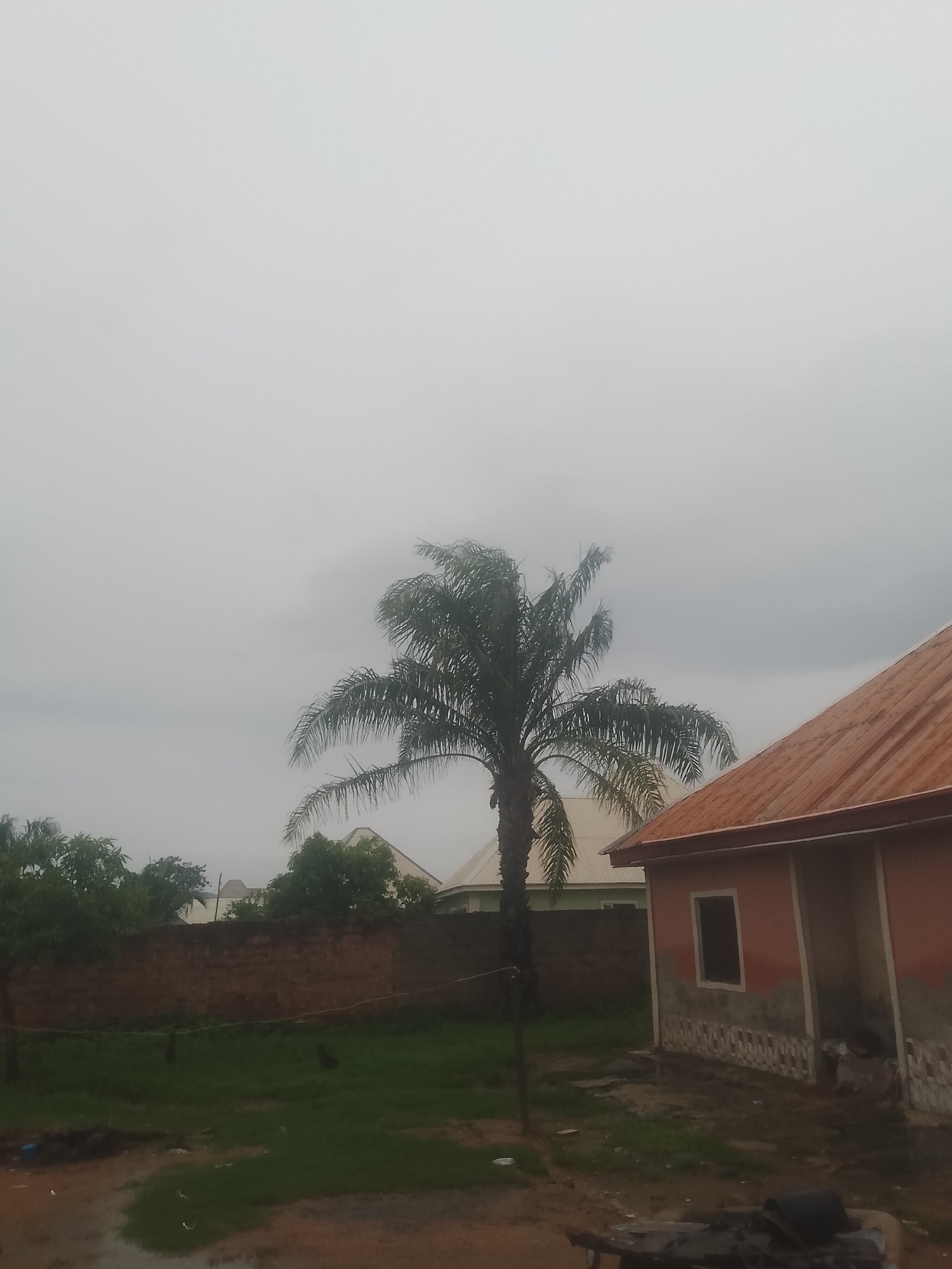 An outdoor, daytime, medium-shot photograph captures a residential area in Jauro Yinu, Nigeria, under an overcast sky. In the foreground, to the right, is the exterior of a partially constructed building with orange siding and a reddish-orange corrugated metal roof. The building has a rectangular window opening and decorative tiling at its base. Adjacent to the building, a tall palm tree with dark green fronds stands prominently.
Behind the palm tree and building, a low, reddish-brown brick wall runs horizontally across the frame, separating the foreground from a grassy area. Beyond the wall, several houses with light-colored roofs and walls are visible, nestled amongst lush green trees. The ground in the immediate foreground appears to be muddy and wet, with some scattered debris. There are no people visible in the image. The overall atmosphere is subdued due to the cloudy weather.