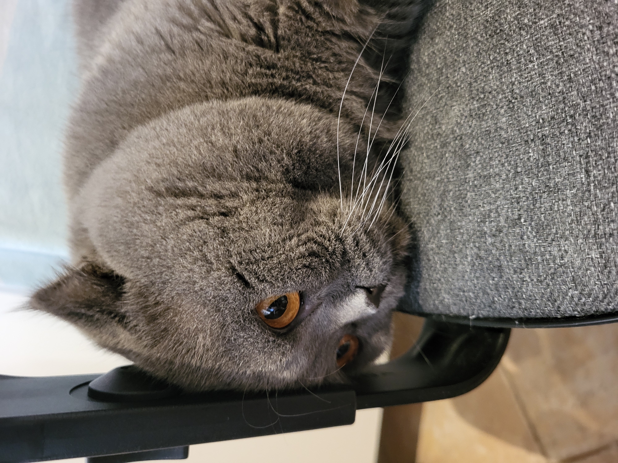 A close-up, slightly high-angle shot depicts a grey short-haired cat lying upside down. The cat, likely a British Shorthair breed, has dense, soft grey fur covering its head and visible body. It possesses prominent, round amber-orange eyes that look directly towards the viewer, and a small patch of white fur is visible under its nose. Long, delicate white whiskers fan out from its muzzle.
The cat's head rests on a sleek, black, curved piece of furniture, likely an armrest or frame of a chair. Its body is draped over a grey upholstered surface with a visible woven texture, indicating a fabric chair or sofa. The background behind the cat's head is light-colored, possibly a wall or window, while the lower right corner shows a warmer, darker-toned background, potentially a wooden floor. The indoor lighting appears soft and diffused. No specific activity is taking place beyond the cat resting in an inverted position, giving it a playful or relaxed demeanor. There is no visible text.
