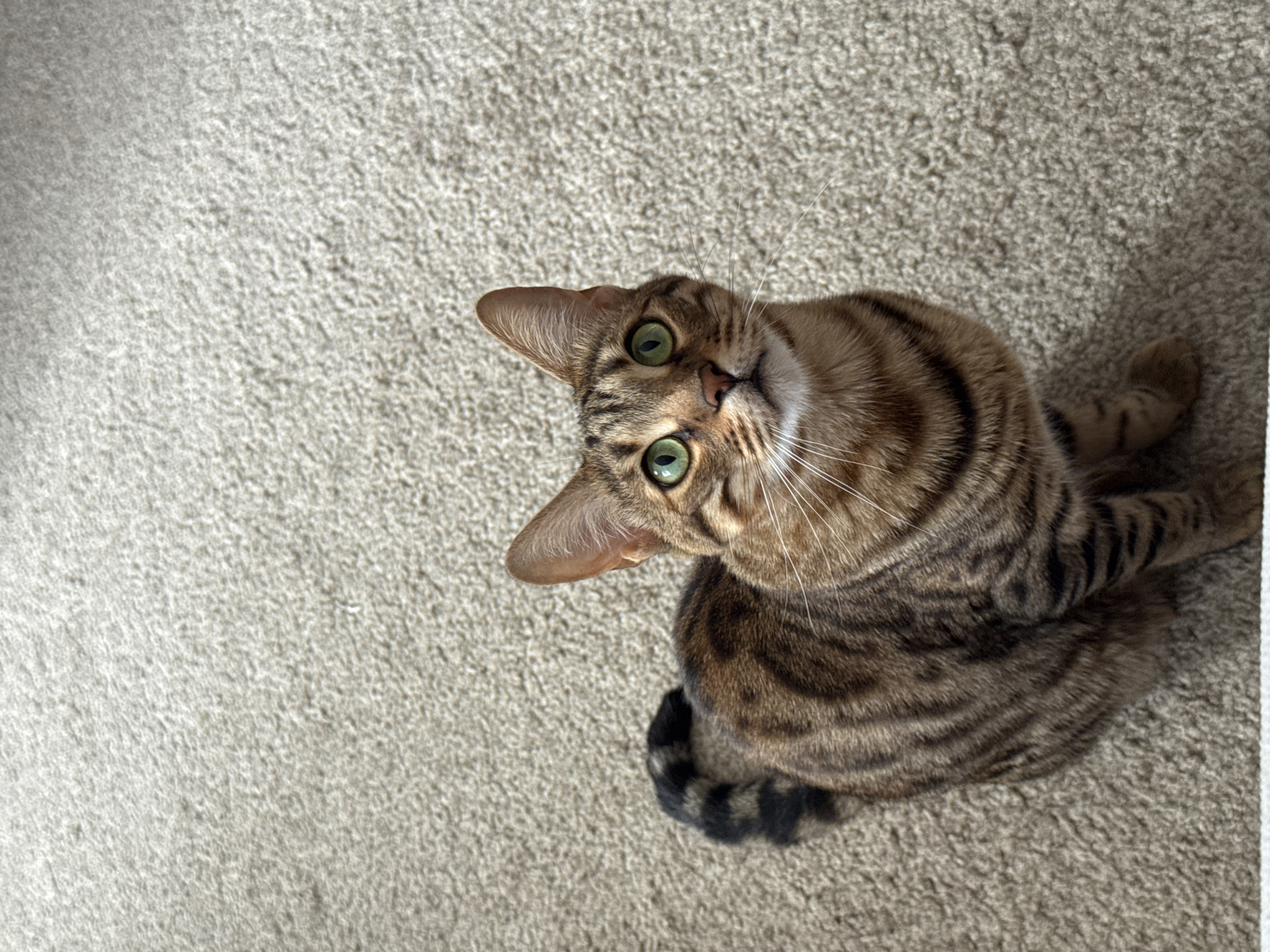 The scene is set in the city of Votkinsk, Russia. The image displays a domestic short-haired cat, characterized by a prominent brown tabby pattern, sitting upright on a light beige, low-pile carpet. The animal occupies the lower-center portion of the frame, orienting its body and head towards the upper-right. Its fur features distinct dark brown or black stripes and spots against a lighter brown base, with a paler cream or white coloration visible on its chin and upper chest. The cat's eyes are a vibrant green, with pupils appearing slightly dilated. A small, pinkish nose and numerous long, white whiskers extend from its muzzle. Both ears are erect and pointed. A segment of the cat's striped tail is visible, curled to the left of its hindquarters. The cat maintains a direct, upward gaze, presumably towards an unseen observer or device. The background consists solely of the uniformly textured carpet. No other subjects or discernible objects are present in the field of view.