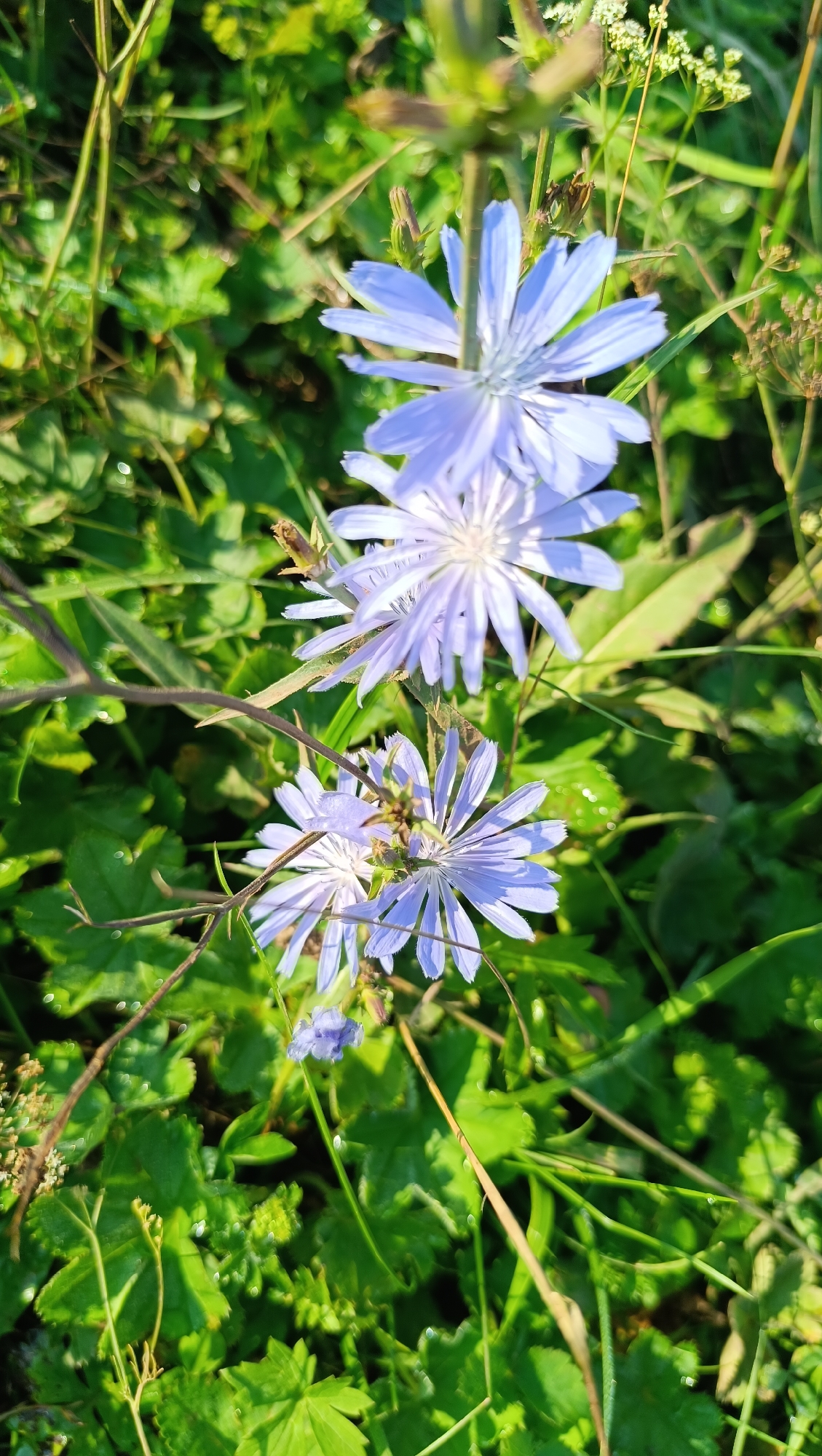 The image depicts a close-up view of several light purple chicory flowers in bloom, surrounded by lush green foliage and grass. The flowers are delicate with numerous thin petals radiating from a central disk. Some of the petals appear to have water droplets on them, suggesting a recent dew or rain. The background is softly blurred, focusing attention on the flowers and their immediate surroundings. The lighting suggests it is daytime, possibly early morning or late afternoon, given the quality of the sunlight filtering through the leaves and casting shadows. The scene is natural and appears to be outdoors in a grassy area, consistent with a park or meadow. There are no people, animals, or man-made objects visible in the frame. The location is specified as Karsha, Russia, implying this is a natural setting within that geographic area.
