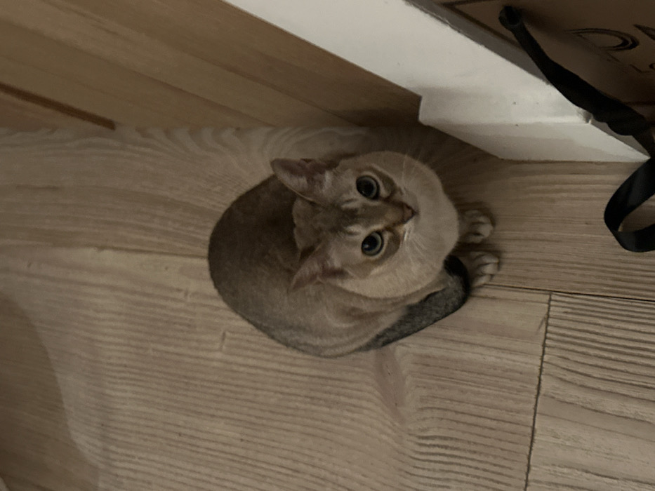 A domestic cat, exhibiting a light brown and tan ticked coat with distinctive blue eyes, is depicted sitting centrally on a light-toned wooden plank floor. The cat's body is curled, and it gazes directly upwards towards the camera. Its tail is partially visible wrapped around its right flank. To the right, a light-colored vertical wooden element, possibly a door frame or furniture, meets a white horizontal baseboard. A section of a brown paper bag with a black fabric handle is visible in the bottom right quadrant. The scene is situated indoors. No visual cues within the image allow for the determination of a specific location in London, United Kingdom.