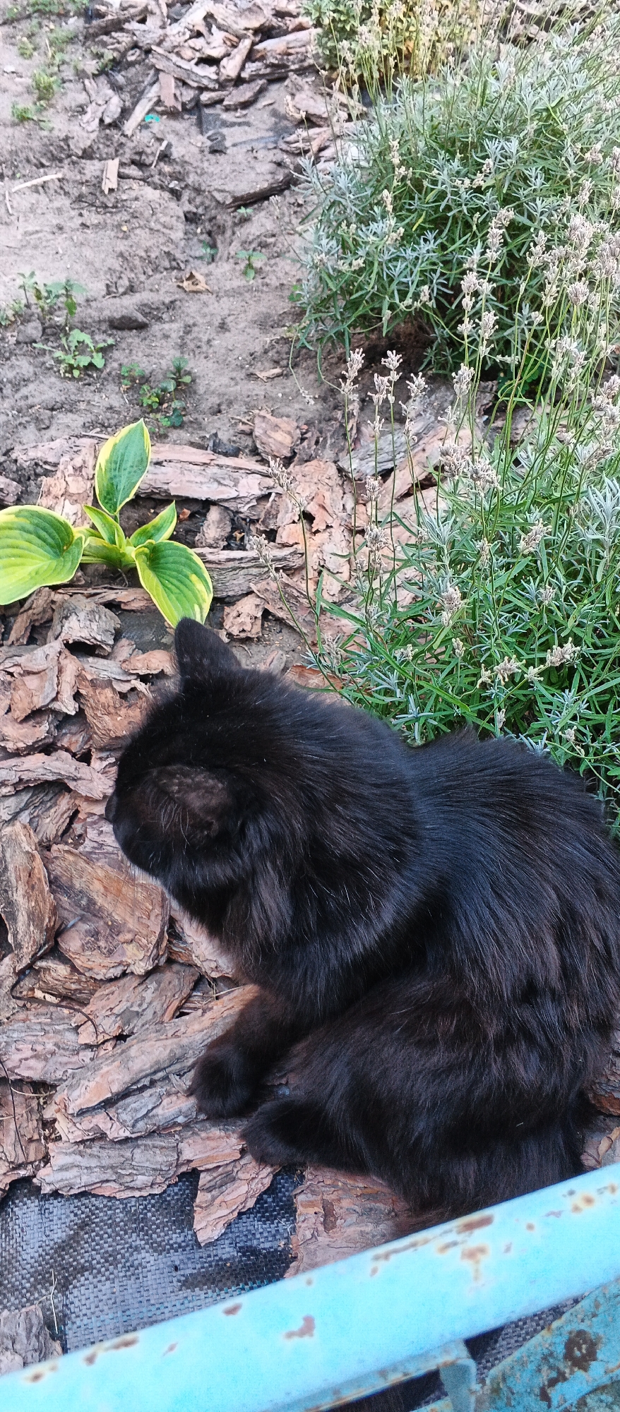 In Smila, Ukraine, a black cat is resting in a garden. The cat is positioned on a bed of wood chips, with a small green plant with yellow edges to its left and a patch of lavender to its right. The ground is dirt, and a blue metal structure is visible in the foreground. The scene suggests a quiet, outdoor domestic setting.