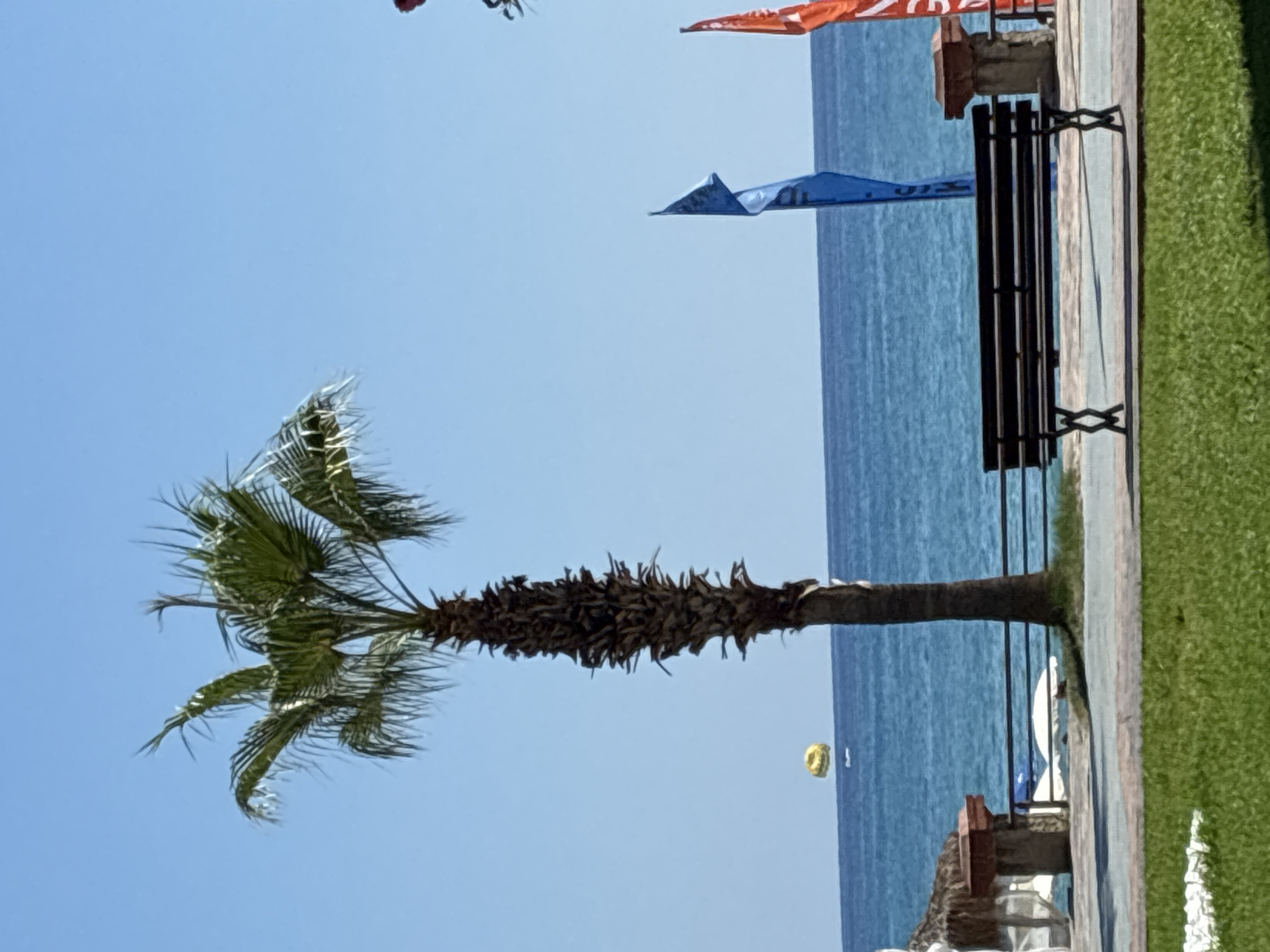 The image depicts a beach scene in Alanya, Turkey. In the foreground, a well-maintained lawn leads to a paved walkway. A dark-colored park bench is positioned on the walkway, facing the ocean. Beyond the bench, a black metal railing separates the walkway from the beach.
Dominating the mid-ground is a tall, slender palm tree with a rough, textured trunk and green fronds that spread outwards. Behind the palm tree, the deep blue sea stretches to the horizon, meeting a clear, light blue sky. A small, yellow parasail can be seen floating in the distance over the water, indicating recreational activity.
To the left of the palm tree, a structure with a thatched roof and a brick accent is visible, likely part of a beachside cafe or establishment. Further to the right, two colorful flags, one blue and one orange, are planted upright, fluttering in the breeze. The overall impression is one of a serene, sun-drenched coastal environment, typical of Alanya's popular beach resorts.