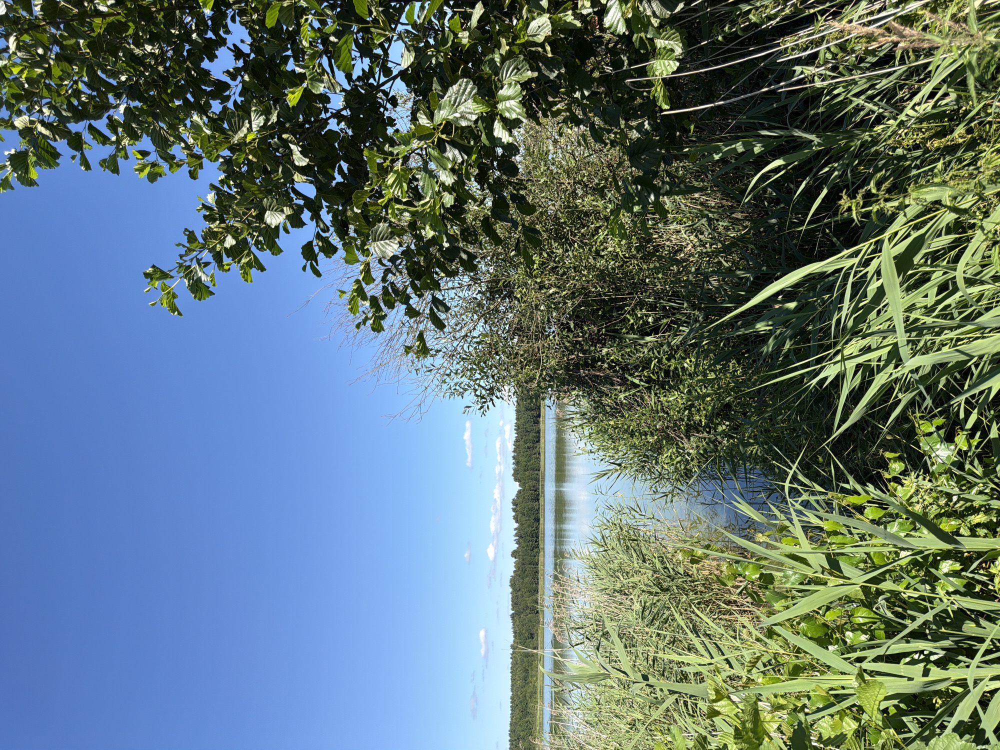 A tranquil lake scene unfolds under a clear blue sky. The foreground is dominated by lush, green reeds and dense foliage, with a large tree on the right side of the frame its leaves catching the sunlight. The lake itself is calm, reflecting the sky and the distant treeline of the opposite shore. A few wispy clouds dot the horizon. The overall impression is one of natural serenity.