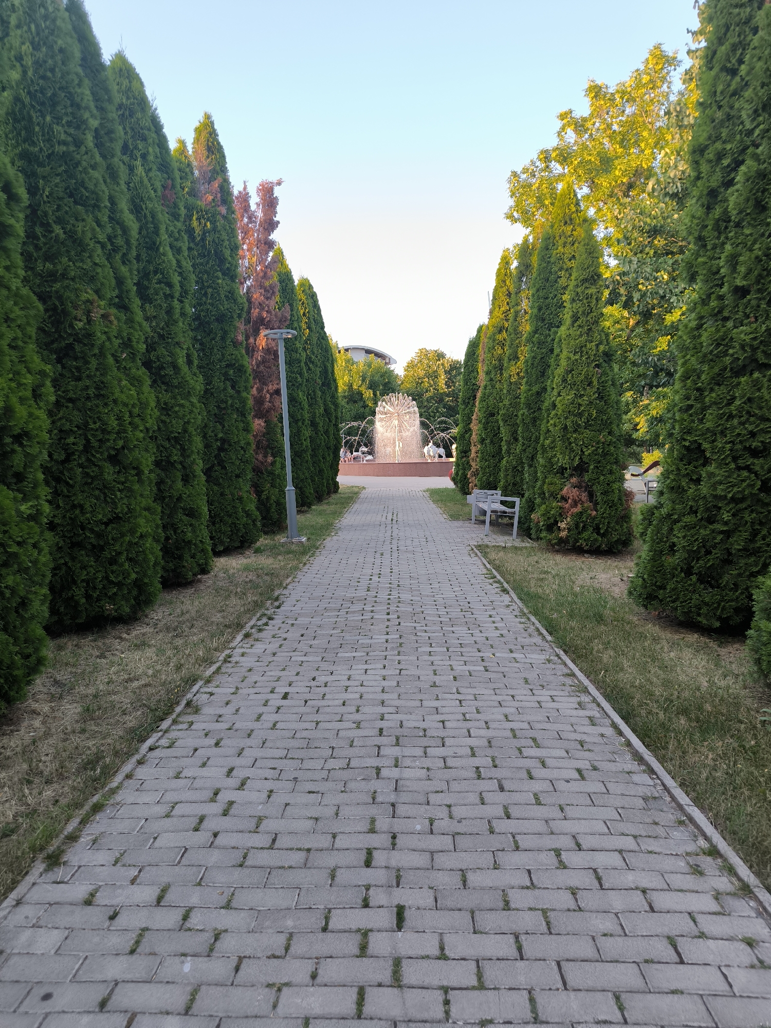 The image depicts a paved walkway in a park leading towards a fountain. The walkway is bordered by rows of tall, conical evergreen trees on either side. Some of these trees appear to be dying or discolored, with reddish-brown foliage. In the distance, a circular fountain with water jets is visible, and there are a few people seated on benches around it. One white bench is positioned beside the walkway on the right. The sky is clear and light blue, suggesting it is daytime, likely late afternoon due to the soft lighting. The general appearance of the park suggests it is a public space within a city. This scene is located in the Stefan cel Mare Central Park in Chișinău, Moldova, near the fountain by the government building.