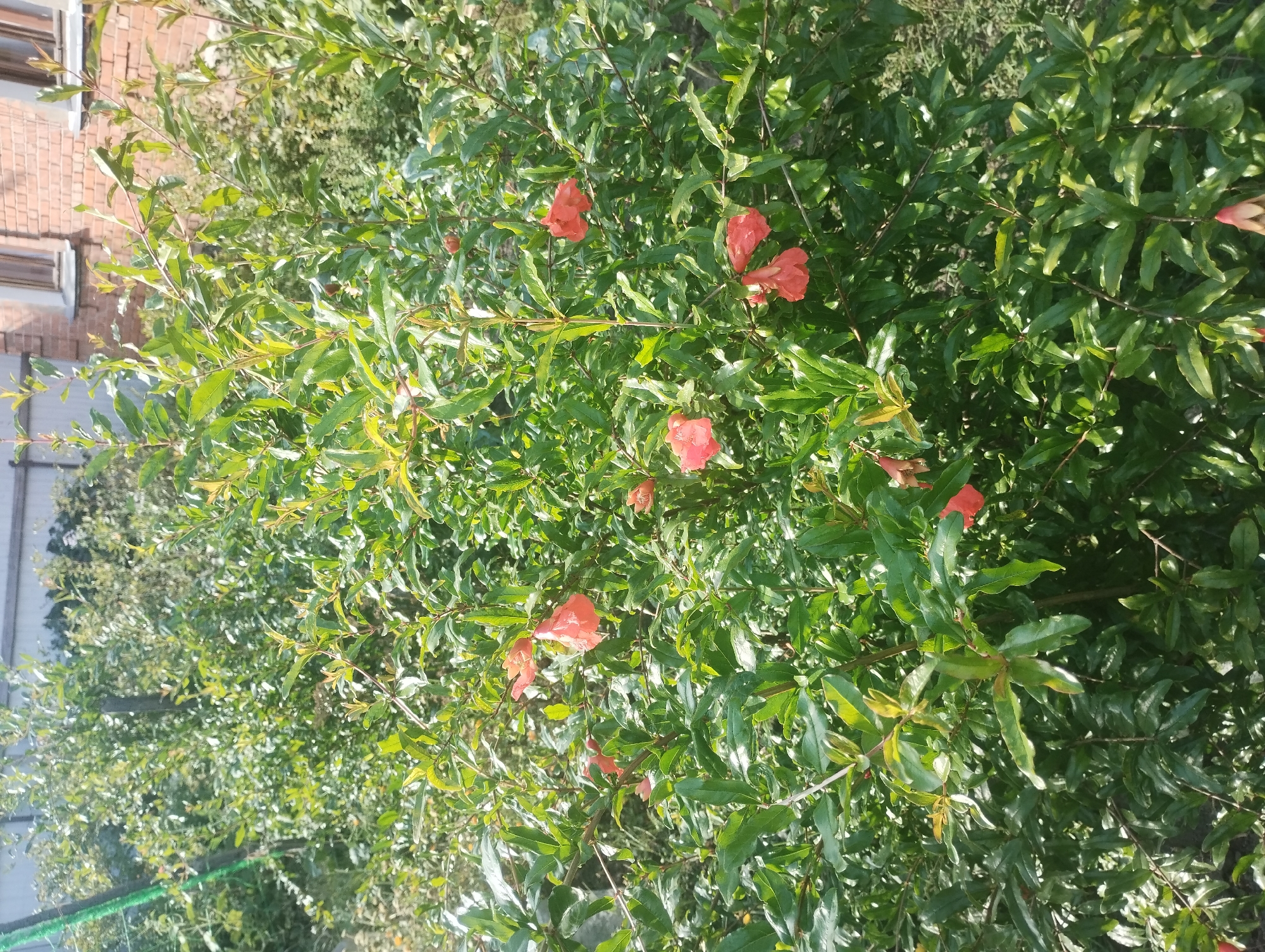 In an outdoor setting, likely a residential area in Sumy, Ukraine, a pomegranate bush with lush green foliage is prominently displayed. Several vibrant coral-colored pomegranate flowers are visible, some in full bloom and others appearing as developing buds. The bush is dense with numerous leaves and thin branches, characteristic of a healthy plant. In the background, hints of a wooden fence and a brick building with windows suggest a human-inhabited environment. The overall scene is one of natural growth within a partially urbanized landscape, captured on a bright, sunny day. There are no people or animals present in the image.