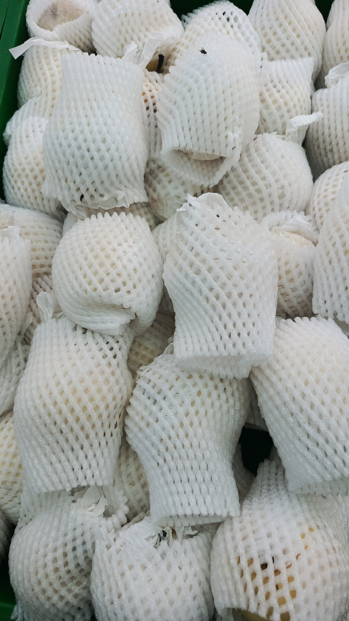 A close-up, overhead shot displays a large pile of pears, each individually encased in white protective netting. The pears are tightly packed together within a green bin, suggesting they are on display for sale in a market or store. The netting, made of a flexible, perforated material, is a common packaging for fruit to prevent bruising and damage. The pears themselves appear to be a light yellow or green color, with some hints of their shape visible through the netting. The overall impression is one of abundance and freshness, with the white netting creating a uniform texture across the entire frame. The scene is devoid of any human presence or activity, focusing solely on the product. This image could be from a grocery store or fruit stand in Mangunsuman, Indonesia.