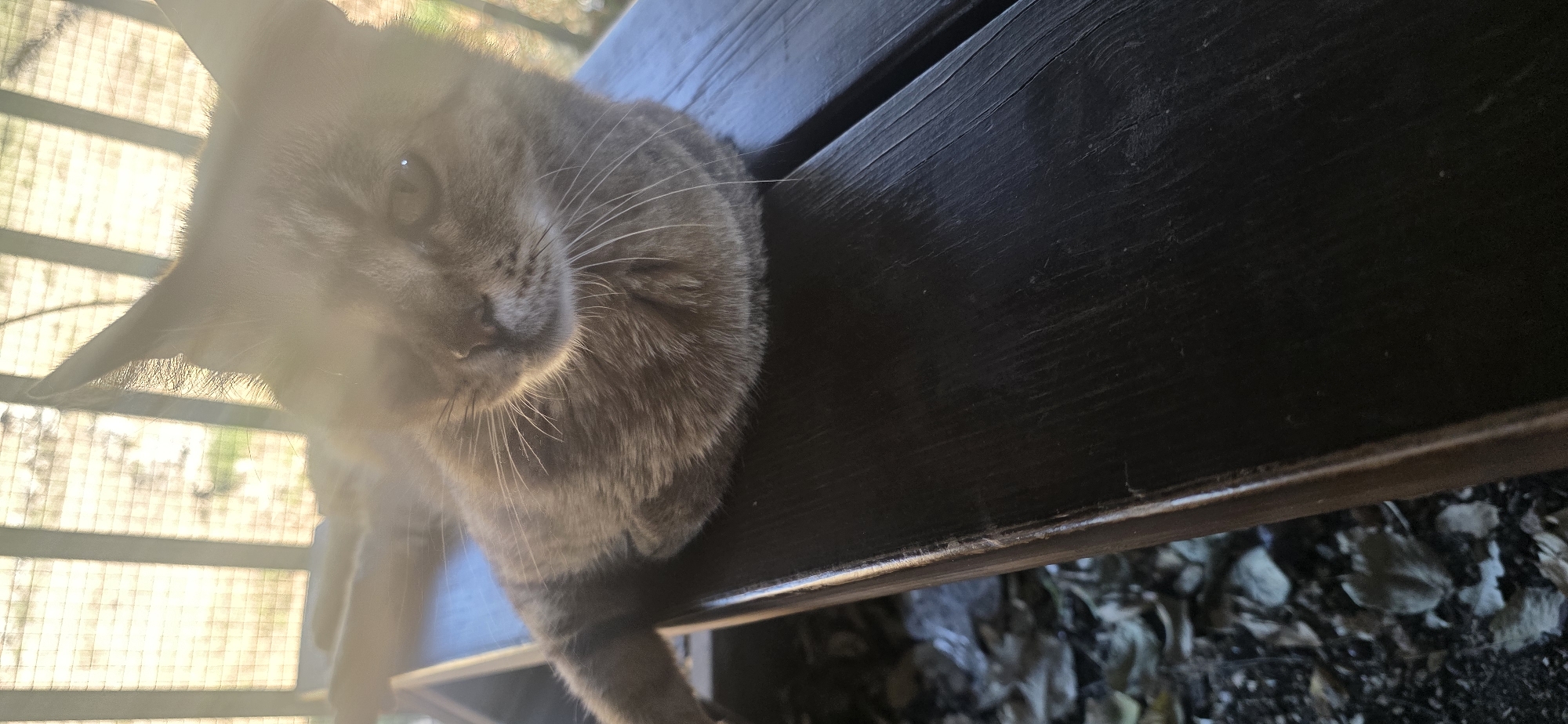A domestic short-haired feline, exhibiting a dilute tabby or calico pattern in shades of gray and brown, rests in a recumbent position on a dark-stained wooden surface. The cat's head is oriented slightly towards the right side of the frame, with its left eye visible and reflecting a point light source. Prominent white vibrissae extend from its muzzle. The ears are erect and pointed. The scene is set outdoors, likely on a balcony or patio in the city of Karmiel, Israel. The wooden surface, characterized by visible grain, extends across the lower portion of the image. Below and to the left of the wooden surface, out-of-focus dry, fallen leaves are visible on the ground. The background features a brightly illuminated, grid-patterned structure, consistent with a fence or railing, against a strong backlighting source. This intense light creates a significant lens flare, particularly in the upper-left quadrant, partially obscuring the feline's upper face and sections of the background. The subject is largely silhouetted against the bright background due to the strong backlighting.