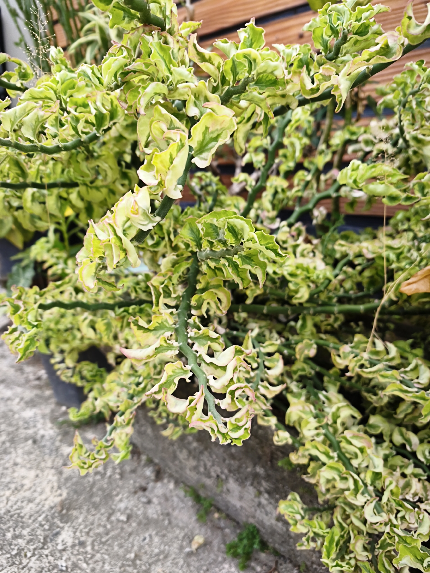 A close-up, eye-level shot captures a densely branched plant with striking variegated leaves. The leaves are predominantly a light green with creamy white edges and occasional pinkish tinges. Their irregular, ruffled, and wavy forms create a chaotic yet visually appealing texture. The stems are a vibrant green and appear somewhat fleshy.
The plant is situated outdoors, with a blurred background that includes hints of what might be a wooden fence or structure. In the foreground, a textured concrete surface suggests a paved area, possibly a sidewalk or patio. A dark planter is visible on the left, indicating the plant is likely in a pot. Small tufts of dry grass or inflorescences are interspersed within the plant's foliage, adding a delicate contrast to the fleshy leaves.
While the image does not provide specific indicators of its exact location within Bandar Lampung, Indonesia, the tropical or subtropical appearance of the plant and the outdoor setting are consistent with the environment of a city in that region. The scene appears to be a static, natural composition, with no people or discernible human activity present. The lighting is soft and diffused, suggesting an overcast day or a shaded location.