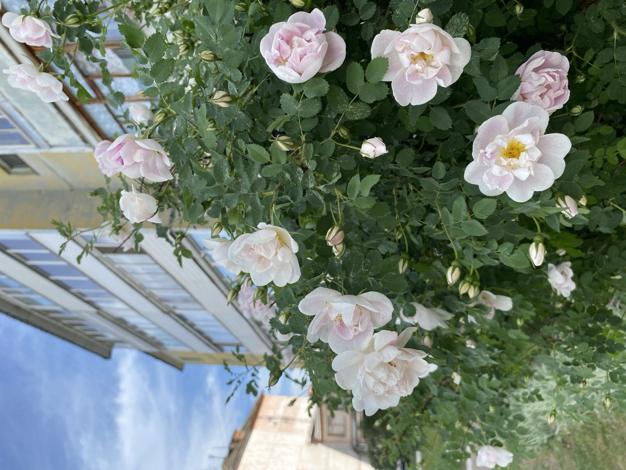 The image shows a profusion of pale pink and white roses, some in full bloom and others as buds, growing against a backdrop that includes architectural elements. A fragment of a building with a light-colored exterior is visible in the lower part of the frame. Above and to the left, a structure with a geometric pattern suggestive of a pergola or covered walkway is seen against a blue sky. The location is stated as Noviy, Russia, but there are no explicit details in the image to confirm this. The focus is on the roses and their immediate environment, with broader context limited to the nearby buildings and sky.