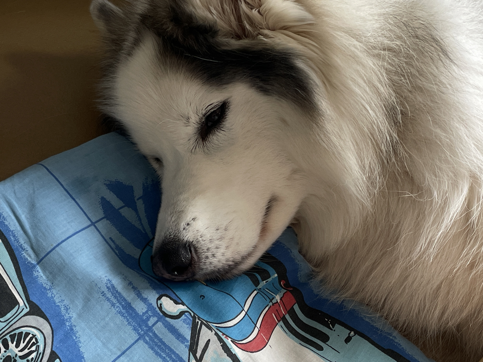 A close-up depicts a white and grey husky dog resting its head on a blue pillow. The dog has black markings above its eyes and a black nose. The pillow has a pattern featuring lines and a depiction of an object that looks like a vehicle. The dog's fur is long and thick, and it appears to be relaxed. The setting is likely indoors, but the location is not Izhevsk, Russia.