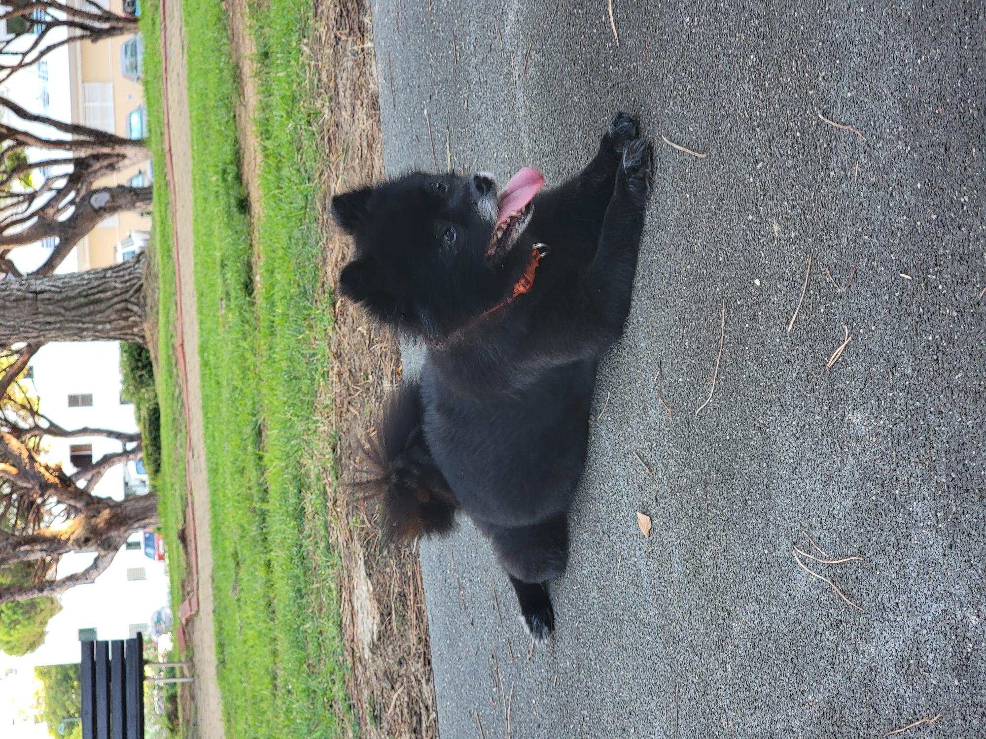 A small black Pomeranian dog with its tongue out rests on a grey paved surface in a park. The dog is facing right and looking towards the right of the frame. It wears an orange collar. In the background, green grass, trees, and white buildings are visible. The scene is likely in Quarteira, Portugal.