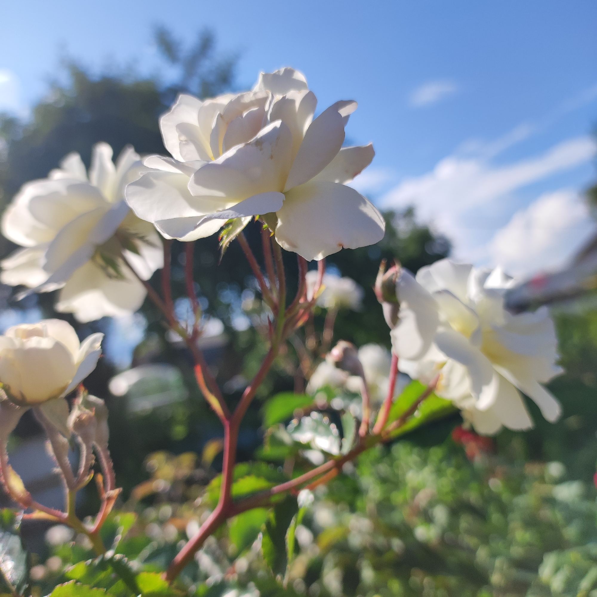 A close-up, low-angle, shallow depth-of-field shot captures a cluster of white roses against a backdrop of blue sky and blurred greenery. The flowers are the primary subject, with their delicate white petals illuminated by sunlight. Several roses are in bloom, while others appear to be buds or developing flowers. The stems of the roses are a reddish-brown color, and some have small thorns. The background consists of out-of-focus trees and foliage, suggesting an outdoor setting. The sky is a clear blue with a few wispy clouds. The image is taken in Navoloki, Russia.