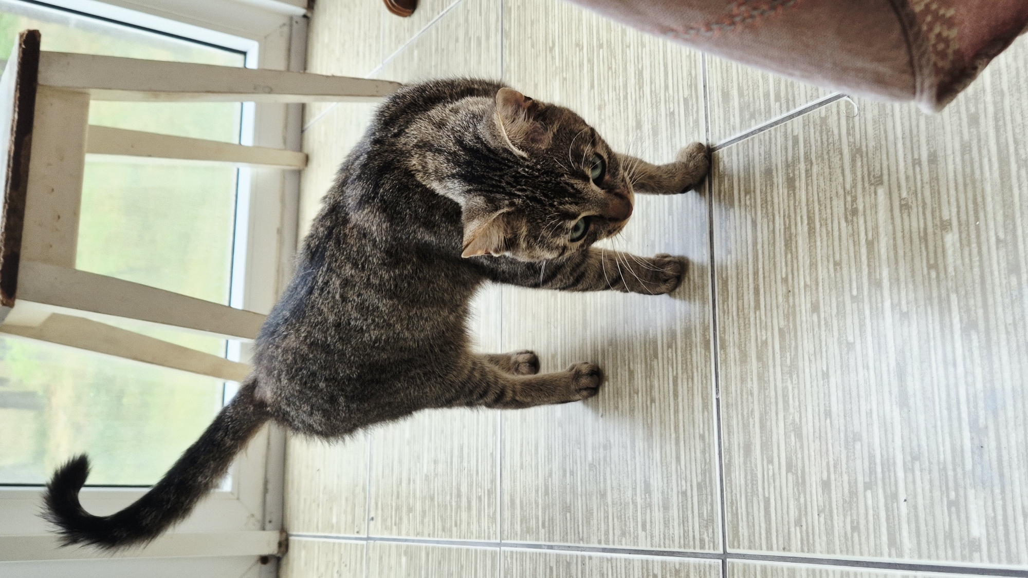 A tabby cat with green eyes stands on a tiled floor in front of a white stool and a window. The cat is facing downwards with its head tilted, appearing to be looking at something on the floor. Its tail is curved upwards. The background shows a blurred outdoor scene through the window, with trees visible. The lighting suggests it is daytime. There is no indication of the city of Varena, Lithuania.