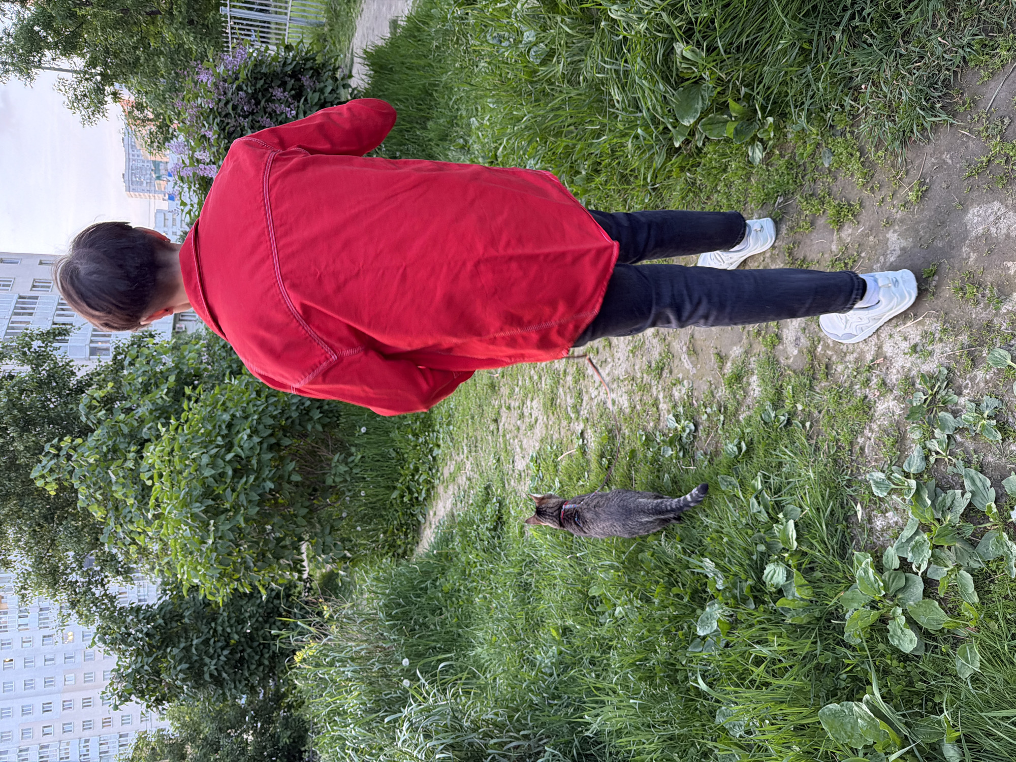 A person wearing a bright red jacket and dark jeans walks away from the camera on a dirt path surrounded by lush green grass and trees. A grey tabby cat, wearing a colorful harness, walks ahead of the person on the path, facing away from the camera. In the background, a tall, multi-story building with a light-colored facade is visible, along with more trees and a glimpse of a light-colored fence. The sky above is a soft, overcast hue. This scene appears to be in an urban park or residential area, likely in Saint Petersburg, Russia, given the architectural style of the building and the presence of vegetation typical of the region.